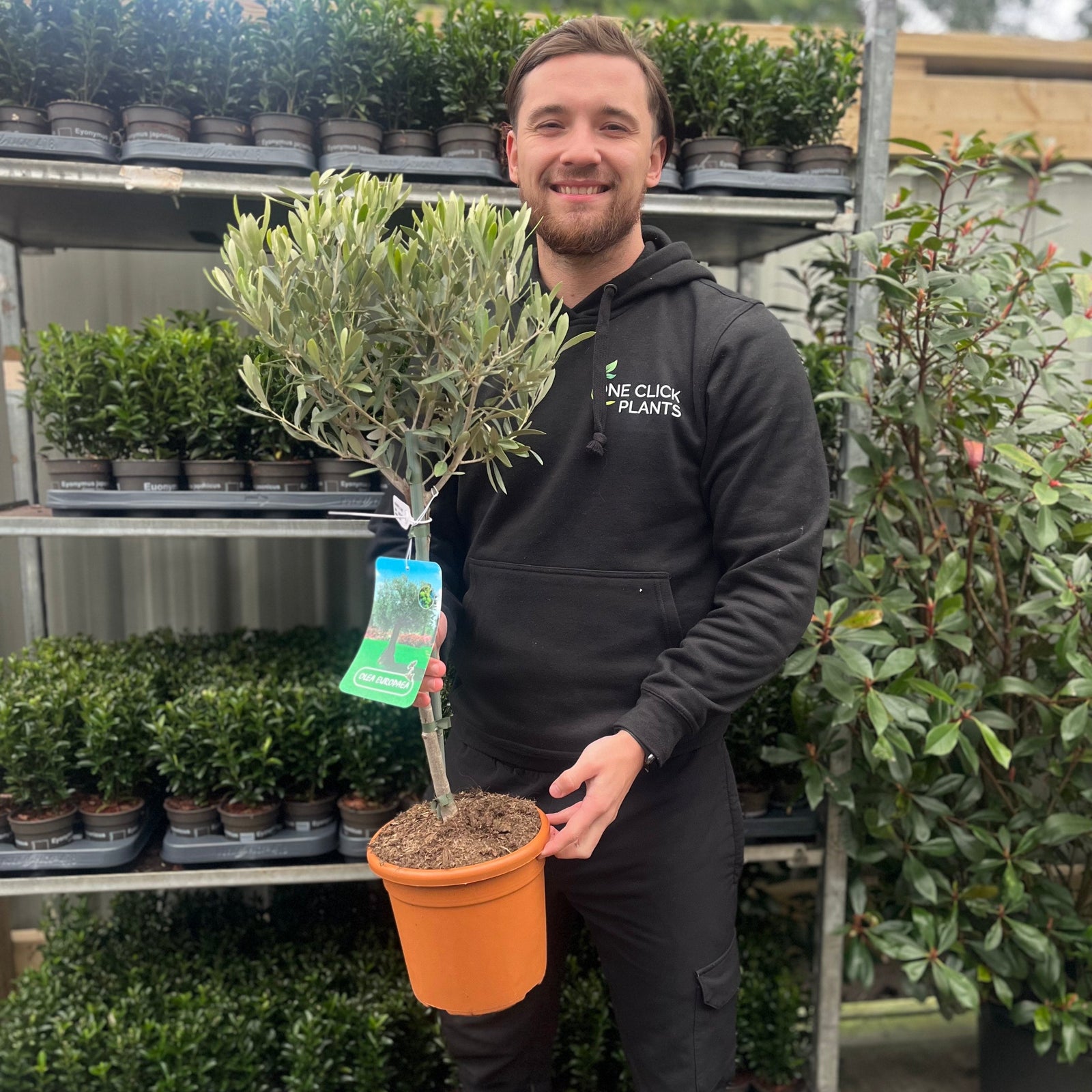 A young man in a gray shirt smiles while holding two Olive Tree | Olea europea plants with green leaves and labeled pots. A wooden fence and blooming flowers create a sunny, lively background.