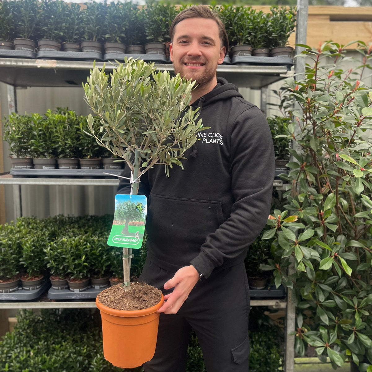 A smiling man in a black hoodie stands indoors holding an Olive Tree | Olea europea, a classic Mediterranean specimen. Behind him, plant racks display various other potted green plants.