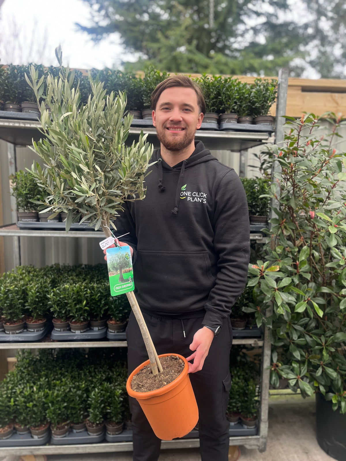 A smiling person in a black One Click Plants hoodie holds an Olive Tree | Olea europea. Behind them, shelves filled with potted plants and lush greenery line the busy garden center.