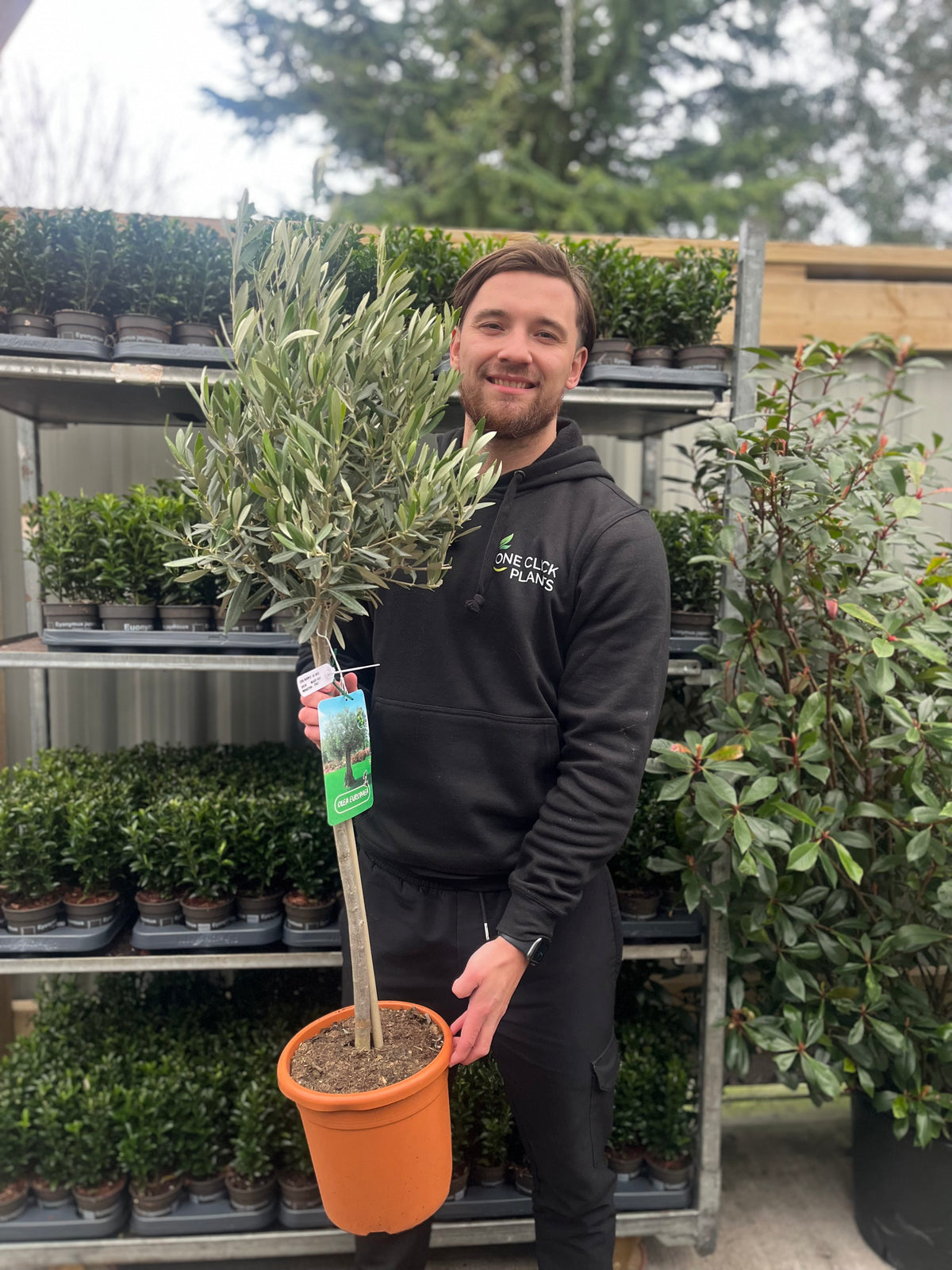 A man in a black hoodie stands in a greenhouse, smiling and holding a potted Olive Tree | Olea europea. Shelves lined with rows of small green potted plants are visible behind him.