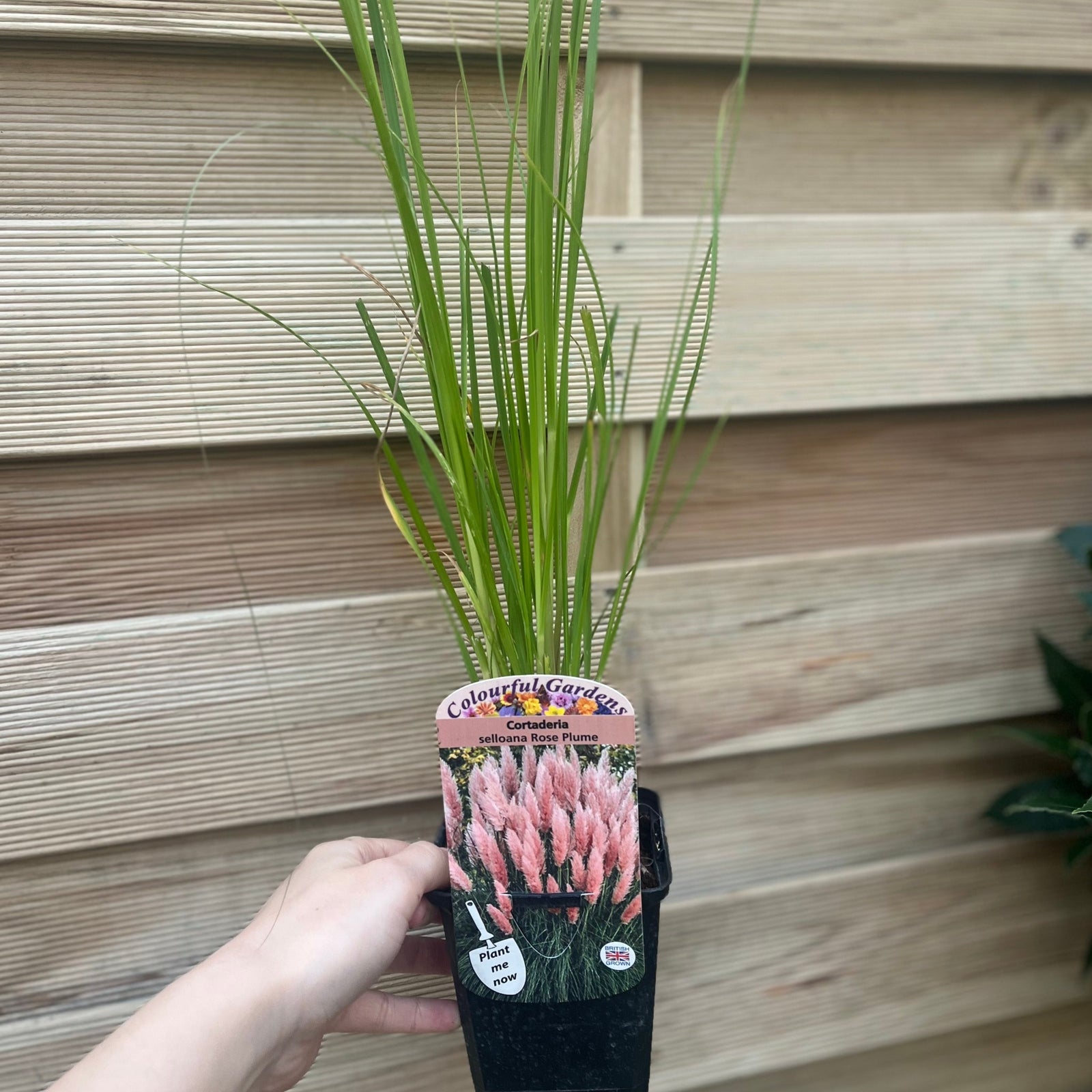A man in a black t-shirt smiles while holding a Cortaderia selloana Pink Pampas Grass in a greenhouse filled with hardy garden plants, sunlight pouring through the roof.
