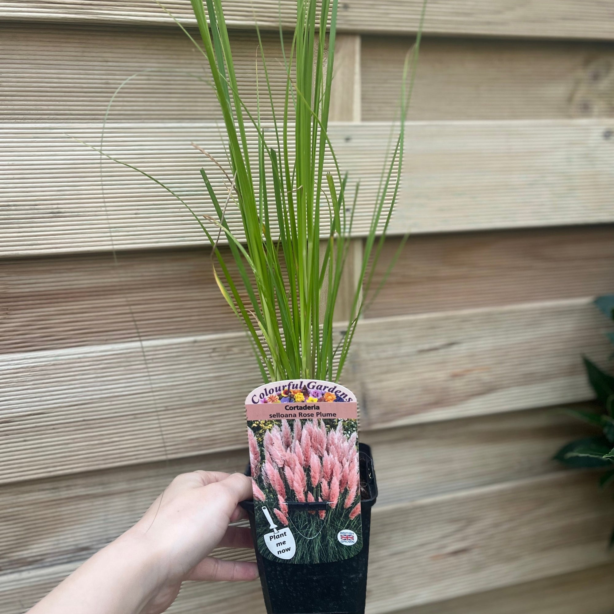 Cortaderia selloana Pink Pampas Grass 9cm/1L/2L/4L