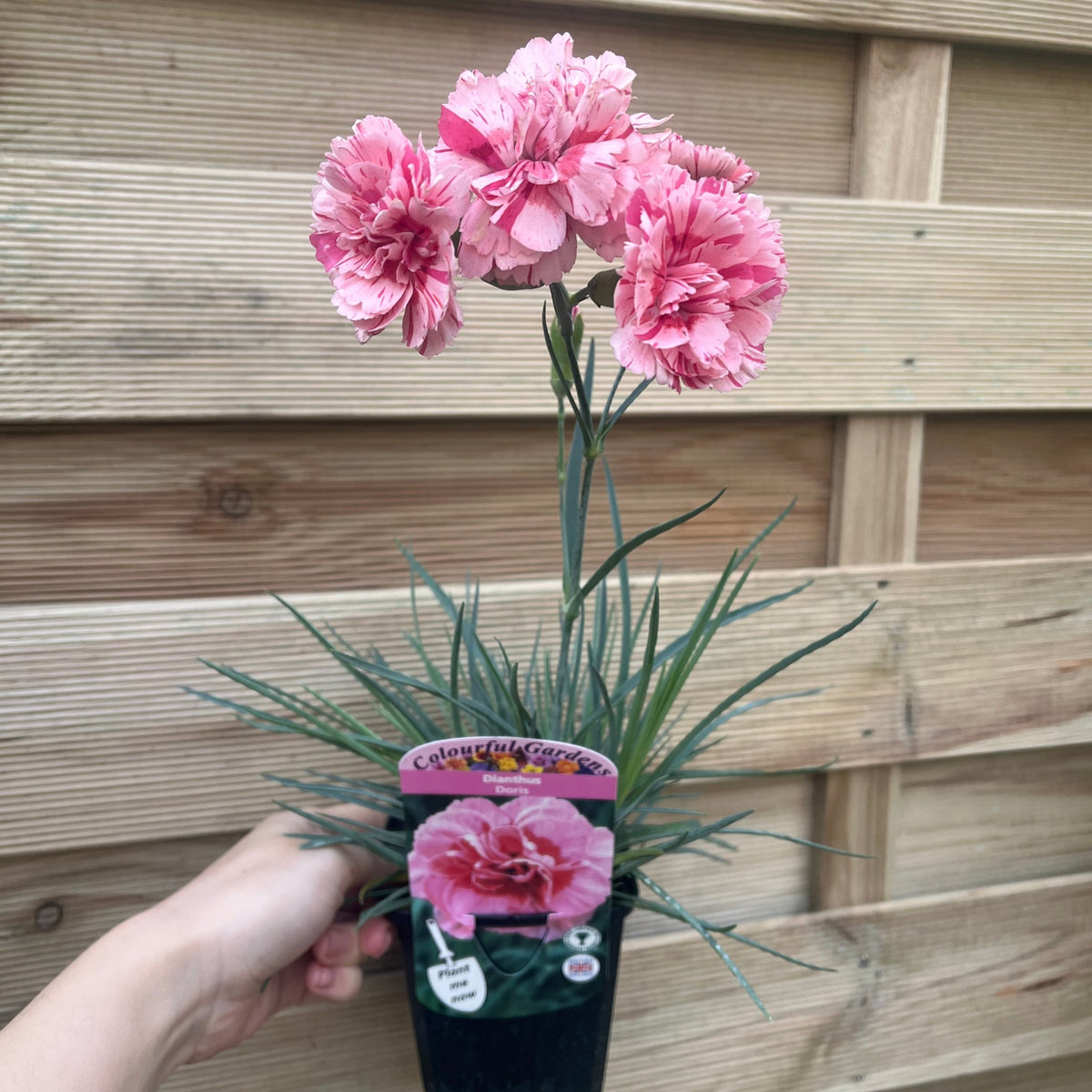 Dianthus &#39;Doris&#39; 9cm