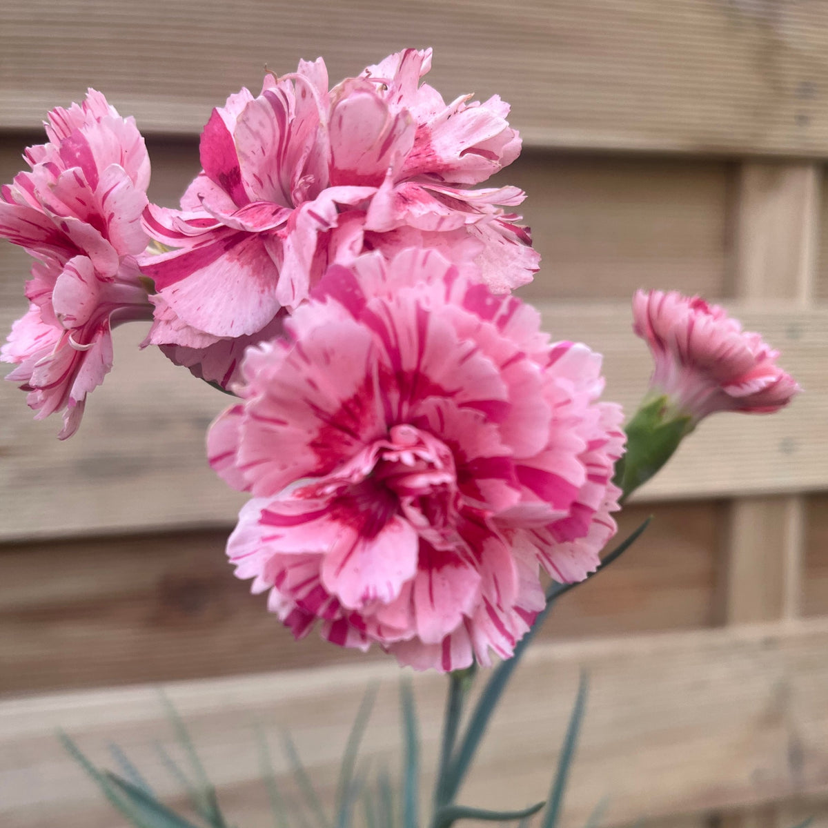 Dianthus &#39;Doris&#39; 9cm