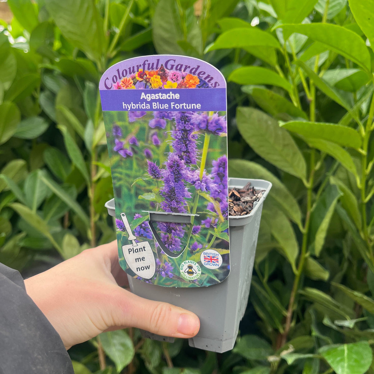 AGASTACHE &#39;Blue Fortune&#39; 9cm