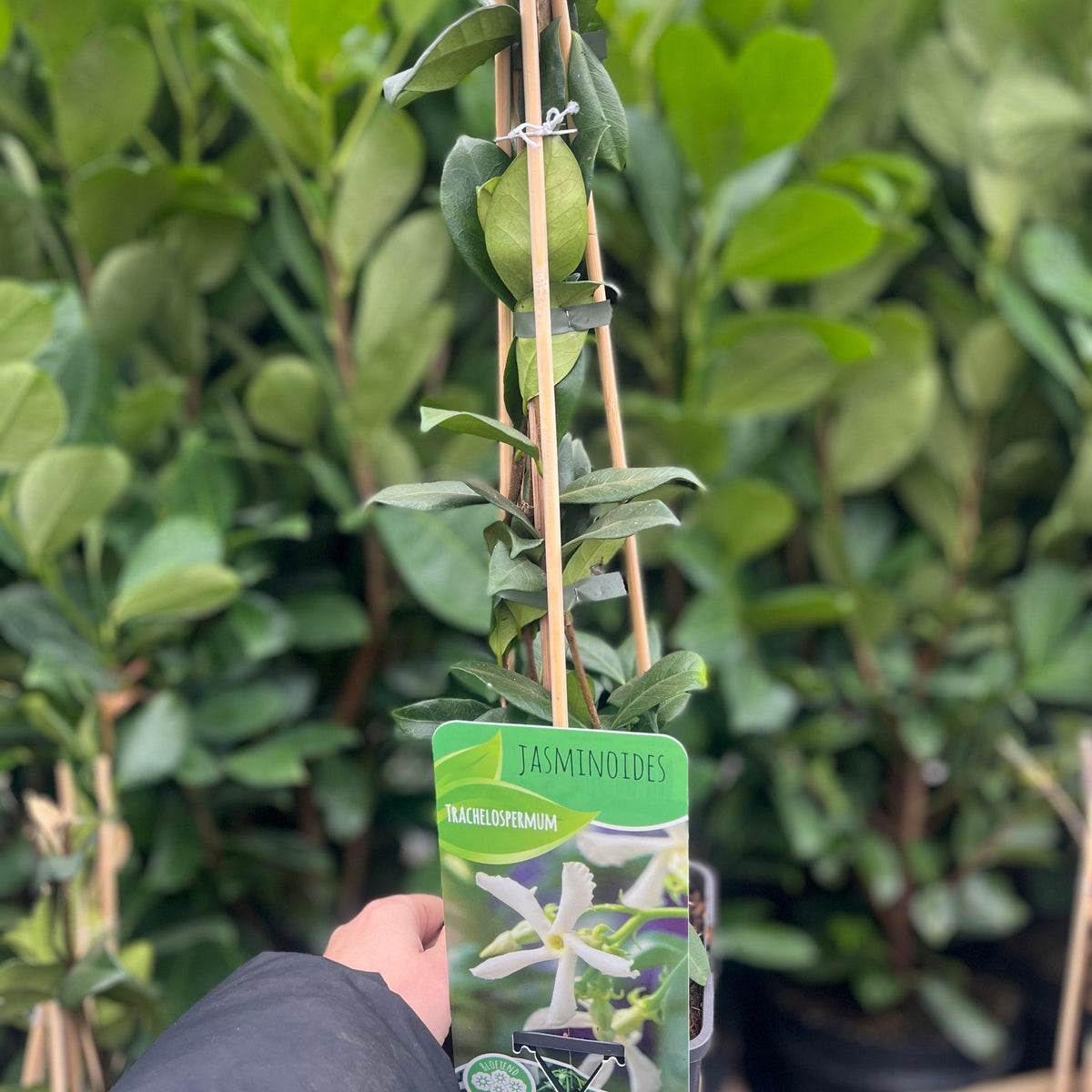 Evergreen Star Jasmine | Trachelospermum jasminoides | Climber