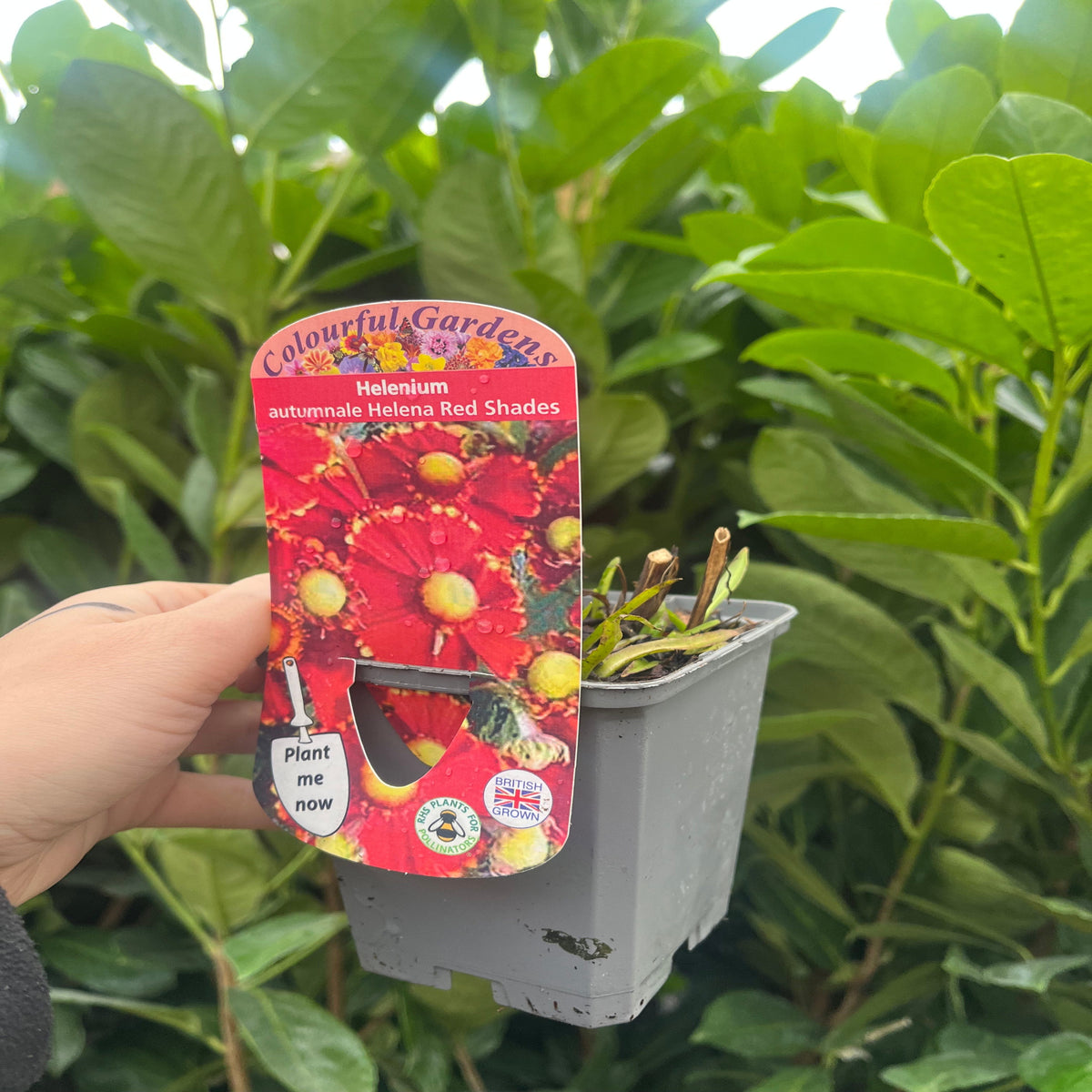 Helenium &#39;Red Shades&#39; 9cm