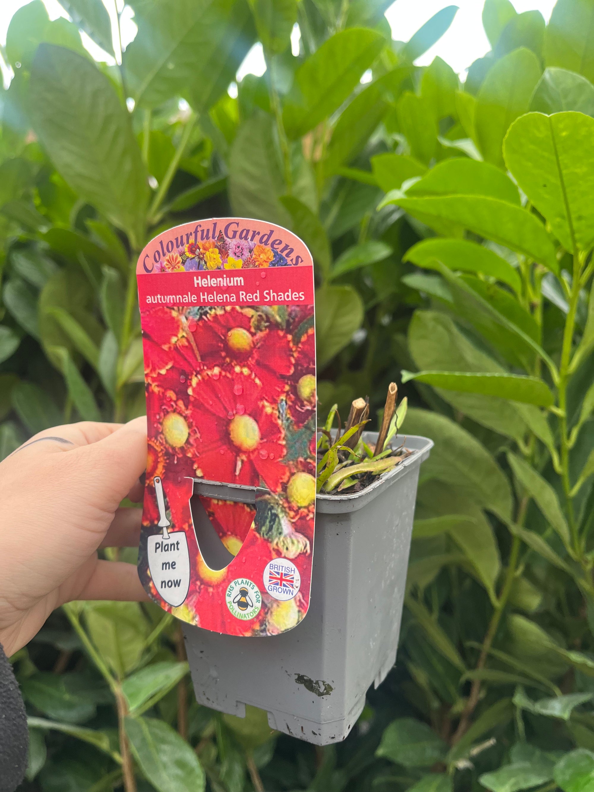 Helenium 'Red Shades' 9cm
