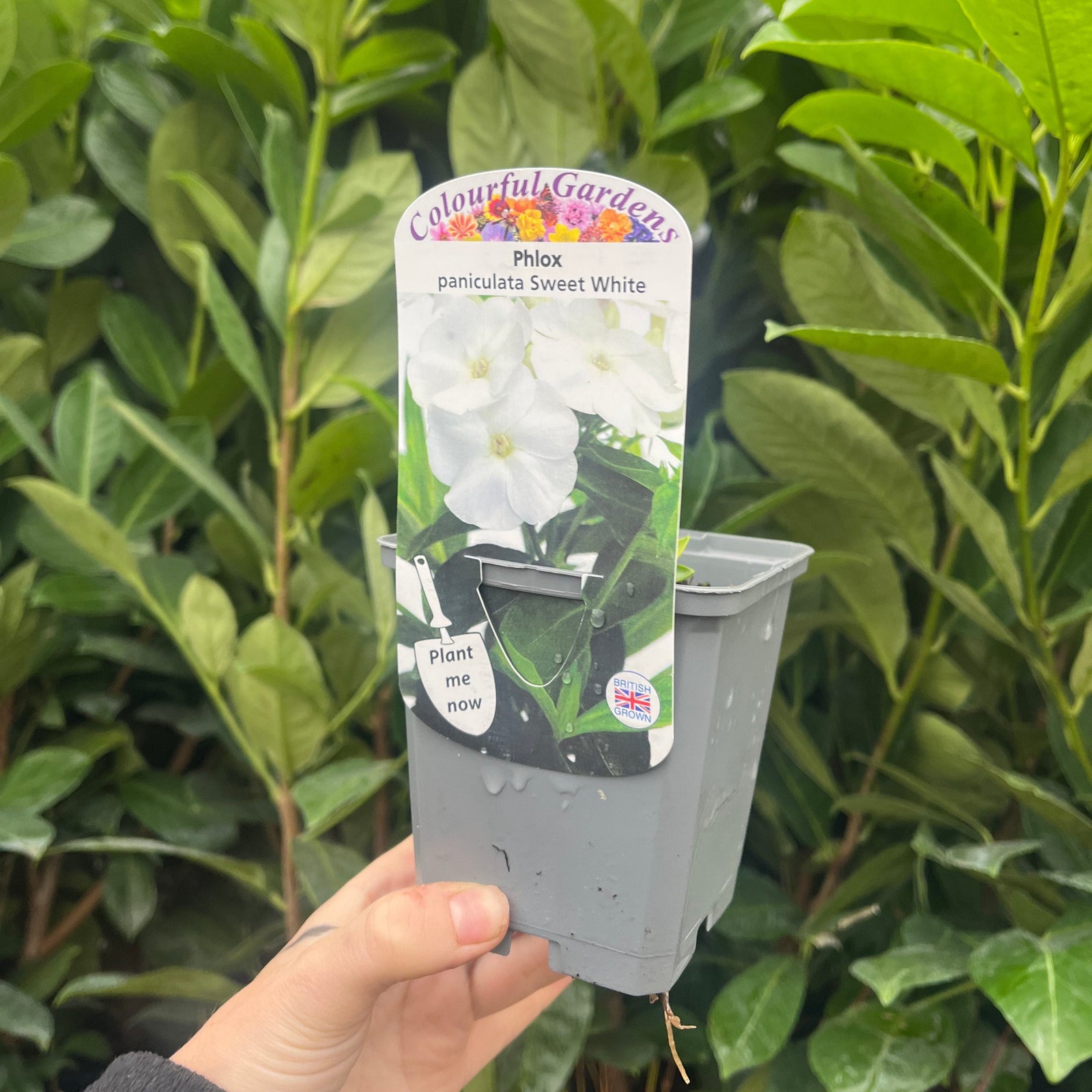 Clusters of delicate white flowers with pale purple centers bloom among green foliage on the Phlox paniculata Summer White 9cm Pot, creating a soft, natural garden display.