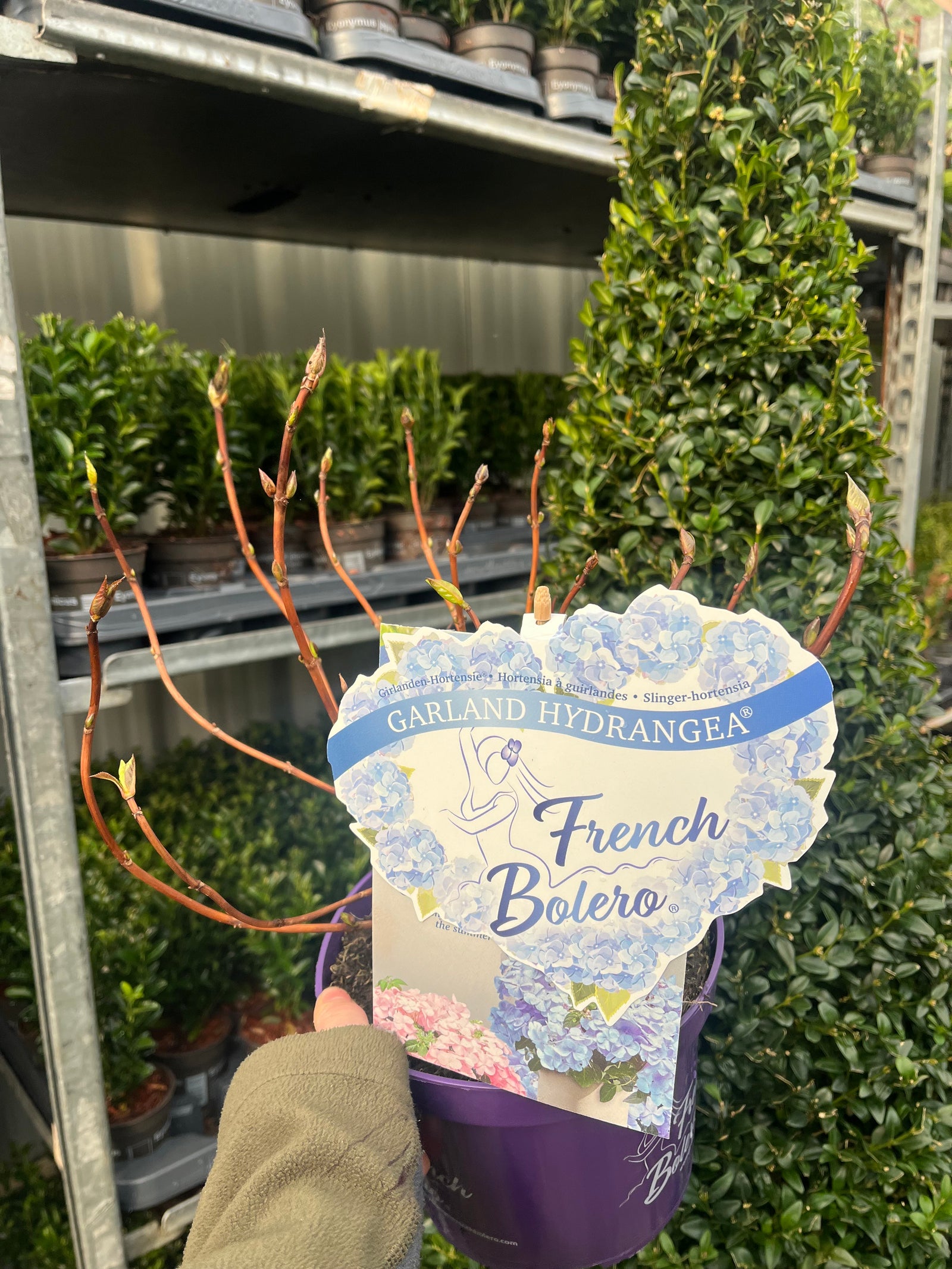 A group of Hydrangea 'French Bolero' Blue 3L showcases stunning light blue lace cap flowers.