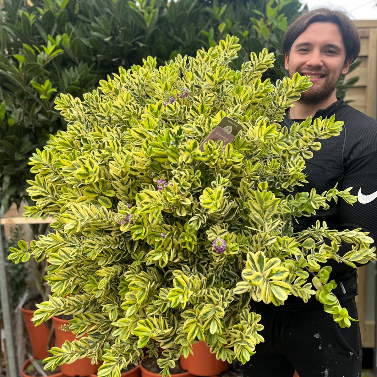 Variegated Hebe &#39;Franciscana&#39; 7.5L