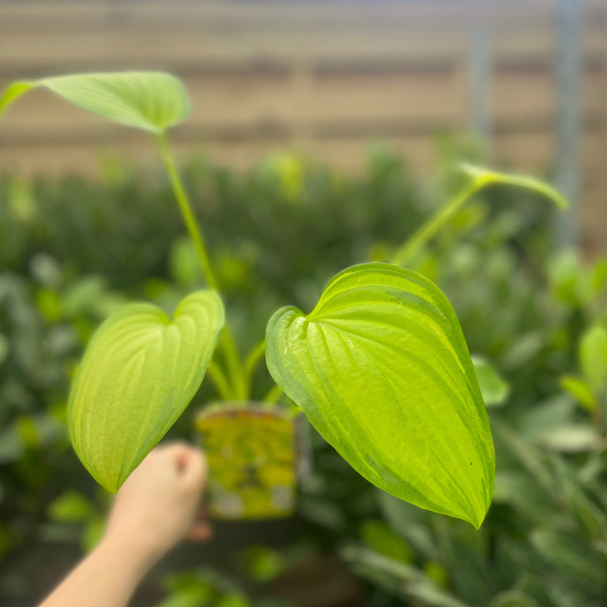Hosta &#39;Fragrant Bouquet&#39; 9cm
