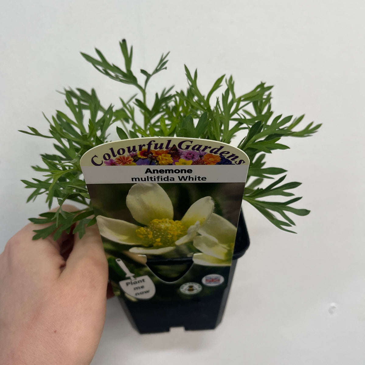A hand holds the Anemone multifida White 9cm plant in a black pot, displaying green foliage and a label with an image of its white flower with a yellow center—an ideal perennial for woodland gardens.