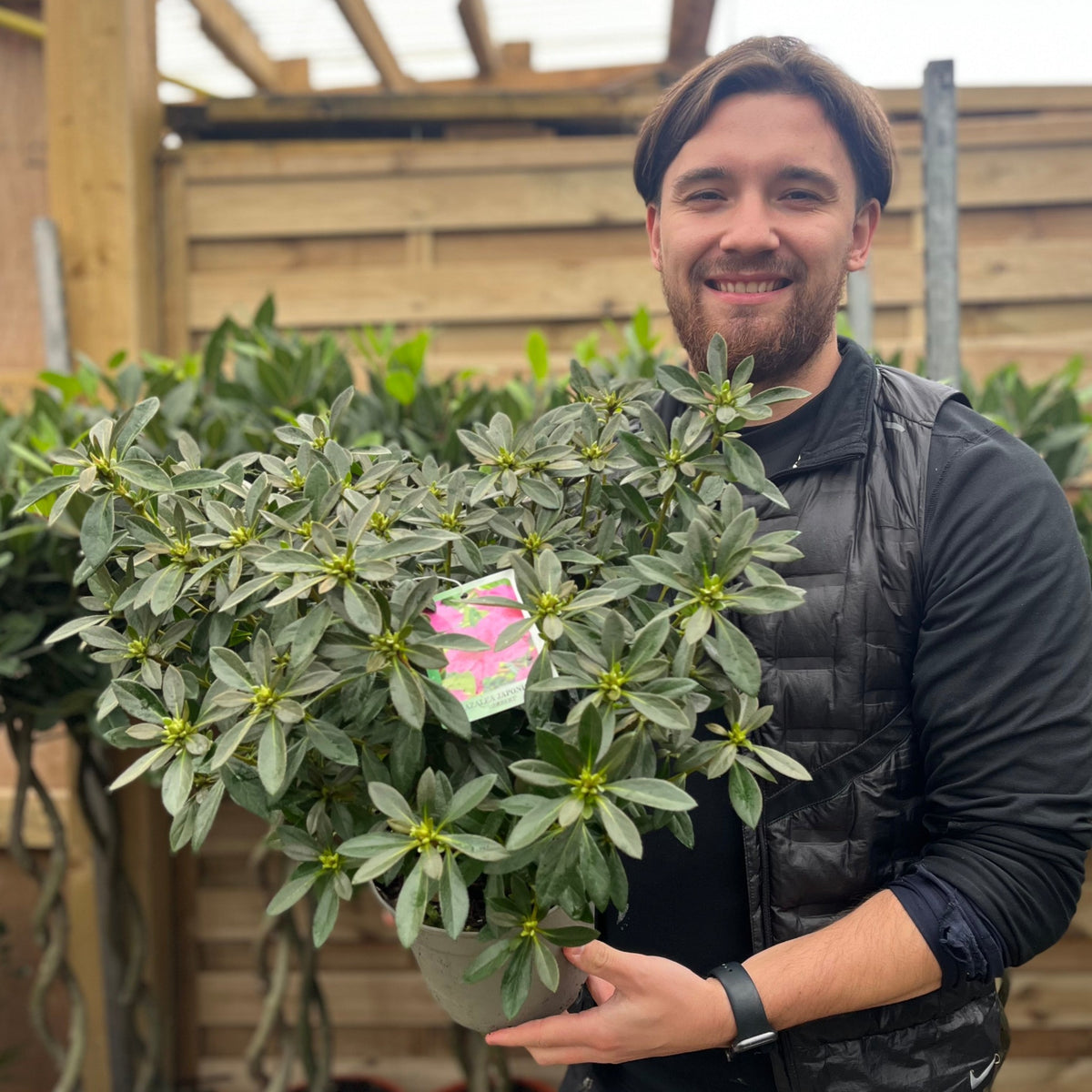 A smiling man with brown hair and a beard holds a Rhododendron &#39;Herbert&#39; 2L/3L, its green leaves and vibrant yellow-centered flowers brightening the wooden-walled greenhouse or garden center in the background.