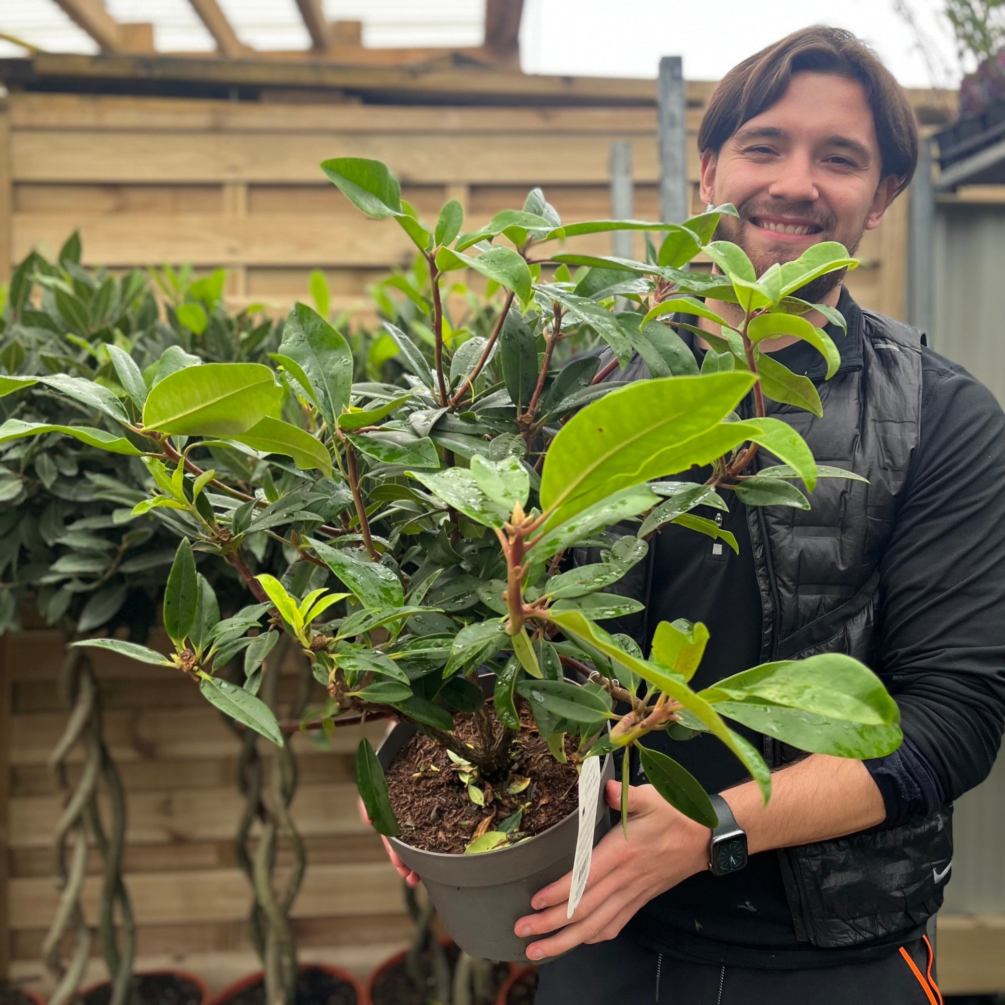 Rhododendron 'Herbert' 2L/3L