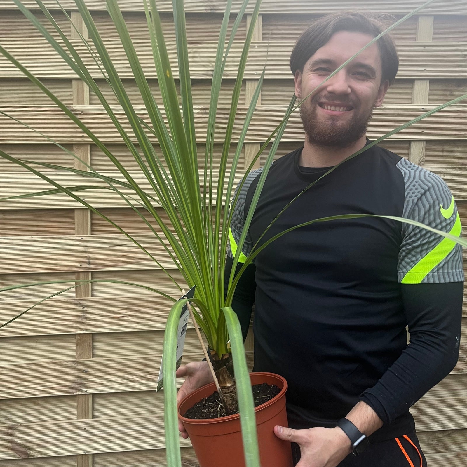A smiling man with brown hair and a beard holds a Cordyline australis Green (1m-1.2m, SOLD AS SEEN) in front of a wooden fence. He wears a black shirt with yellow and gray striped sleeves and black pants with orange details.