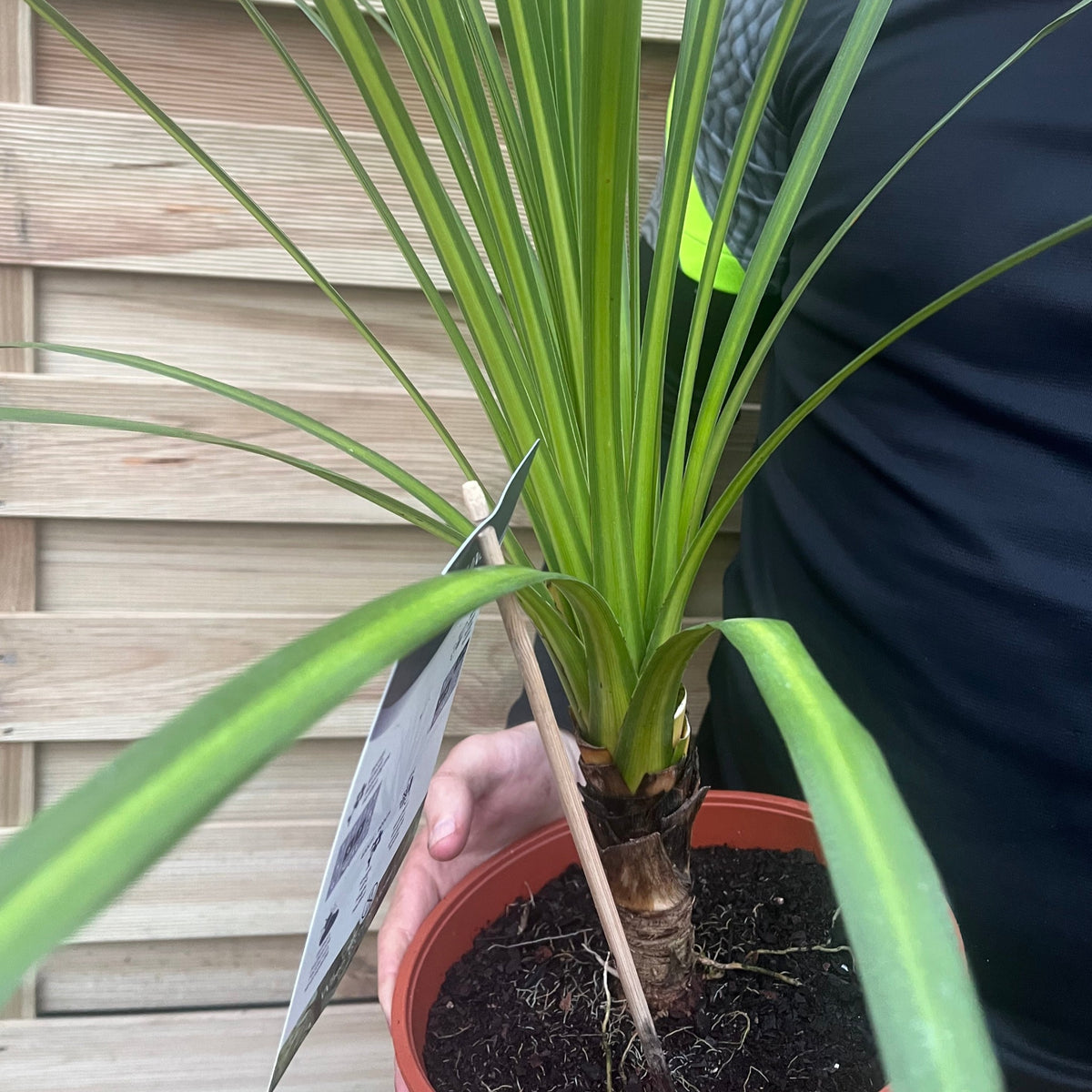 A person in a black shirt with a yellow stripe holds a Cordyline australis Green (1m-1.2m, SOLD AS SEEN), an evergreen with long green leaves, standing in front of a wooden slatted background.