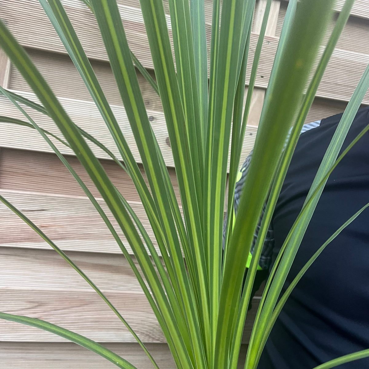 A close-up of Cordyline australis Green (1m-1.2m, SOLD AS SEEN), featuring long green leaves with yellowish stripes. A wooden fence and part of a person in a dark shirt appear in the background of this evergreen plant image.