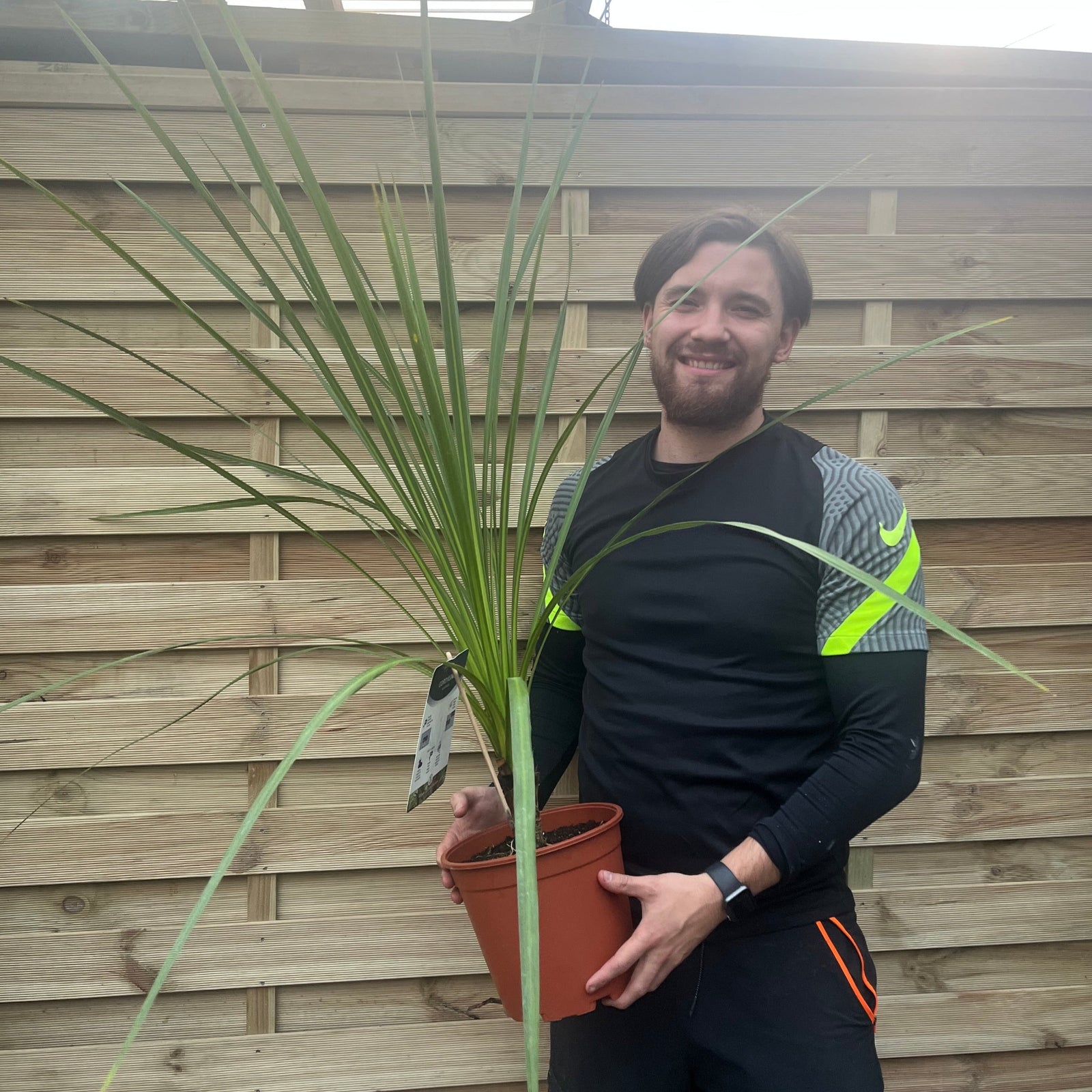 A smiling man with brown hair and a beard holds a Cordyline australis Green (1m-1.2m, SOLD AS SEEN) in front of a wooden fence. He wears a black shirt with yellow and gray striped sleeves and black pants with orange details.