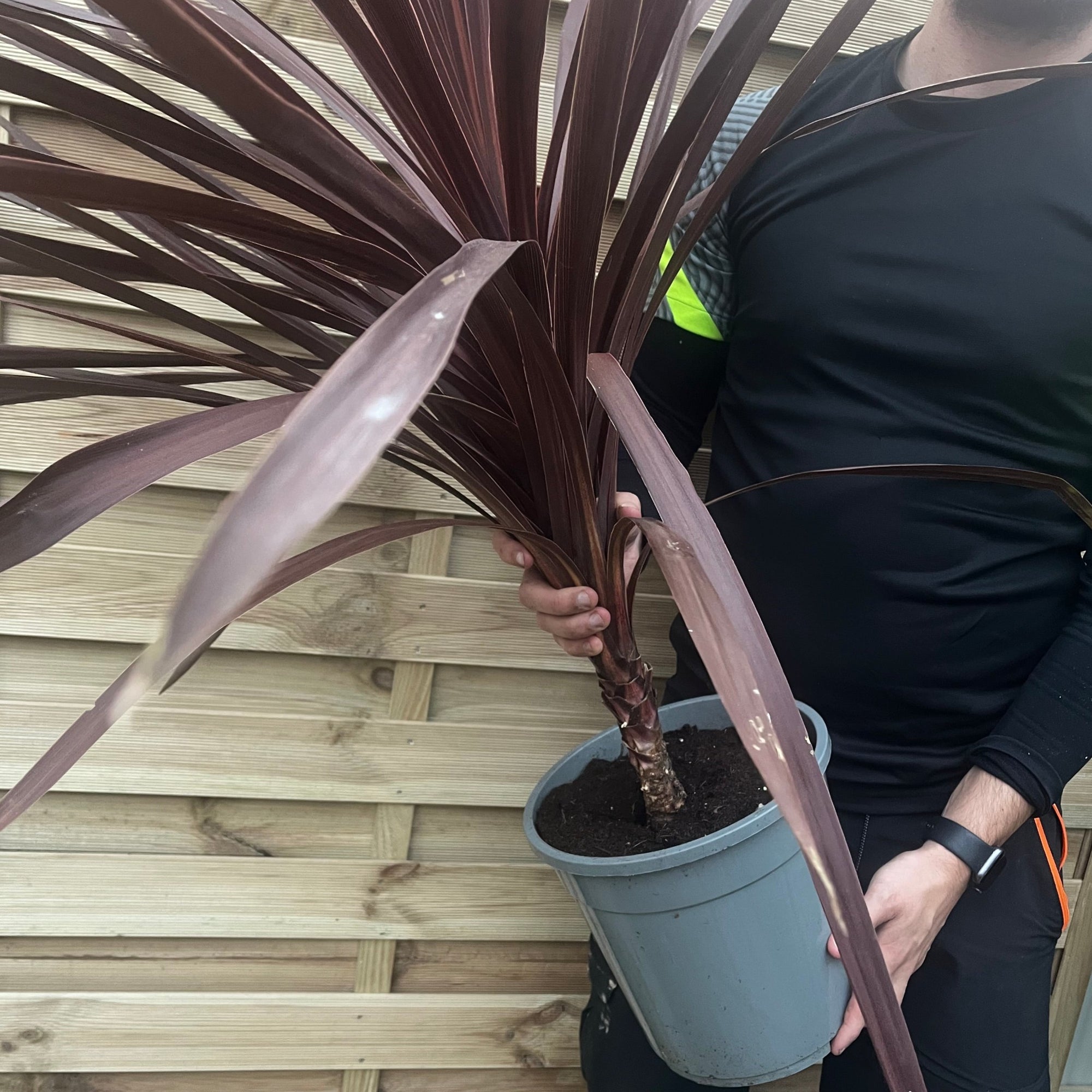 Cordyline australis Red Star 1M SOLD AS SEEN