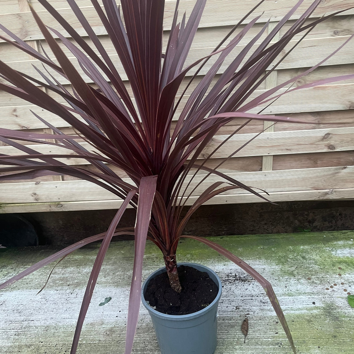 Cordyline australis Red Star 1M SOLD AS SEEN
