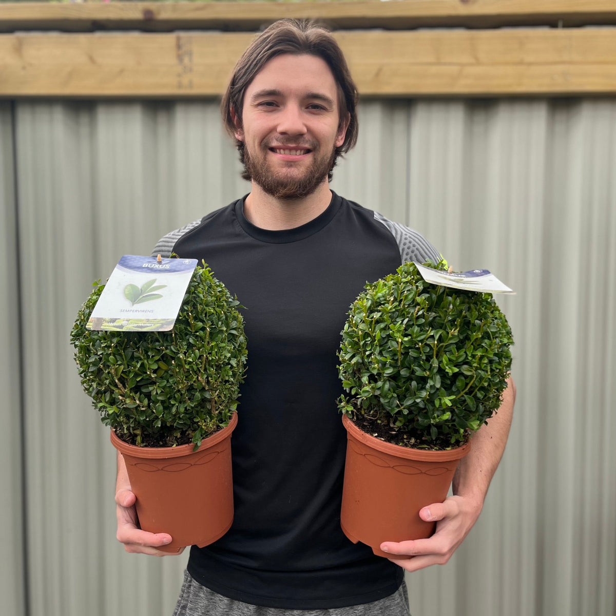 A smiling man with brown hair and a beard stands outdoors, holding two vibrant Buxus/Topiary Balls (Buxus sempervirens) in front of a corrugated metal fence and wooden beam.