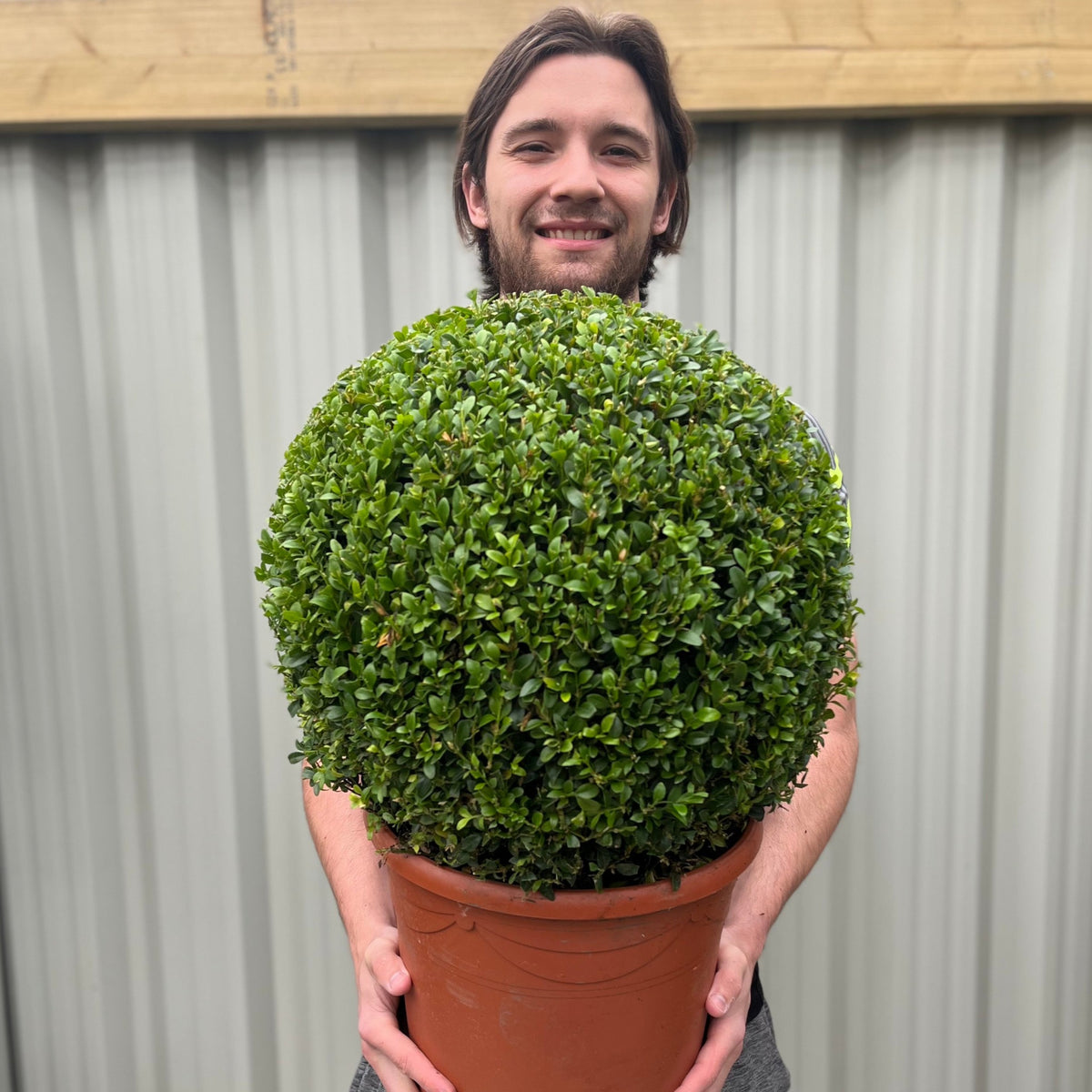 A smiling person with long hair holds a large Buxus/Topiary Ball (Buxus sempervirens) in front of their torso, standing before a backdrop of corrugated metal and wooden beams.