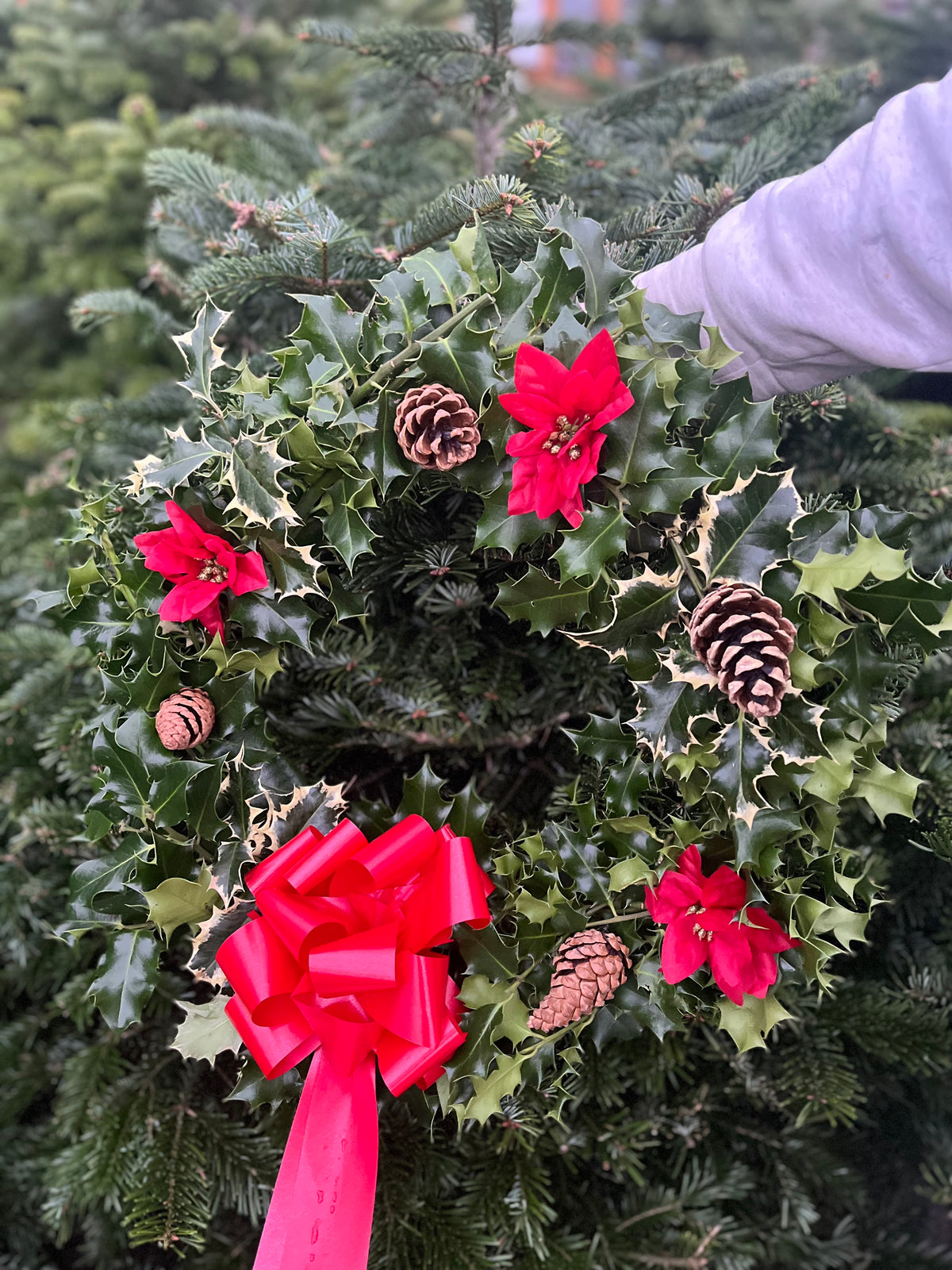 A person in a light gray sleeve holds the Real Holly Wreath | Hand Made Wreath (45cm), featuring holly leaves, red poinsettias, pinecones, and a large red bow—an ideal festive door decoration against green pine branches.