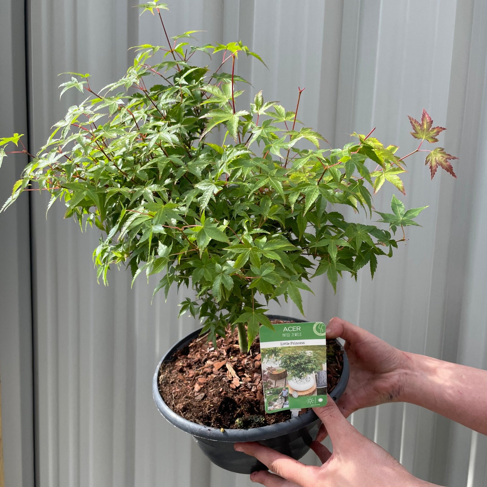 A person holds a black pot containing an Acer palmatum 'Little Princess' 2L/3L, a small leafy Japanese maple. Another hand shows the 'Little Princess' plant label in front, with a light corrugated wall in the background.