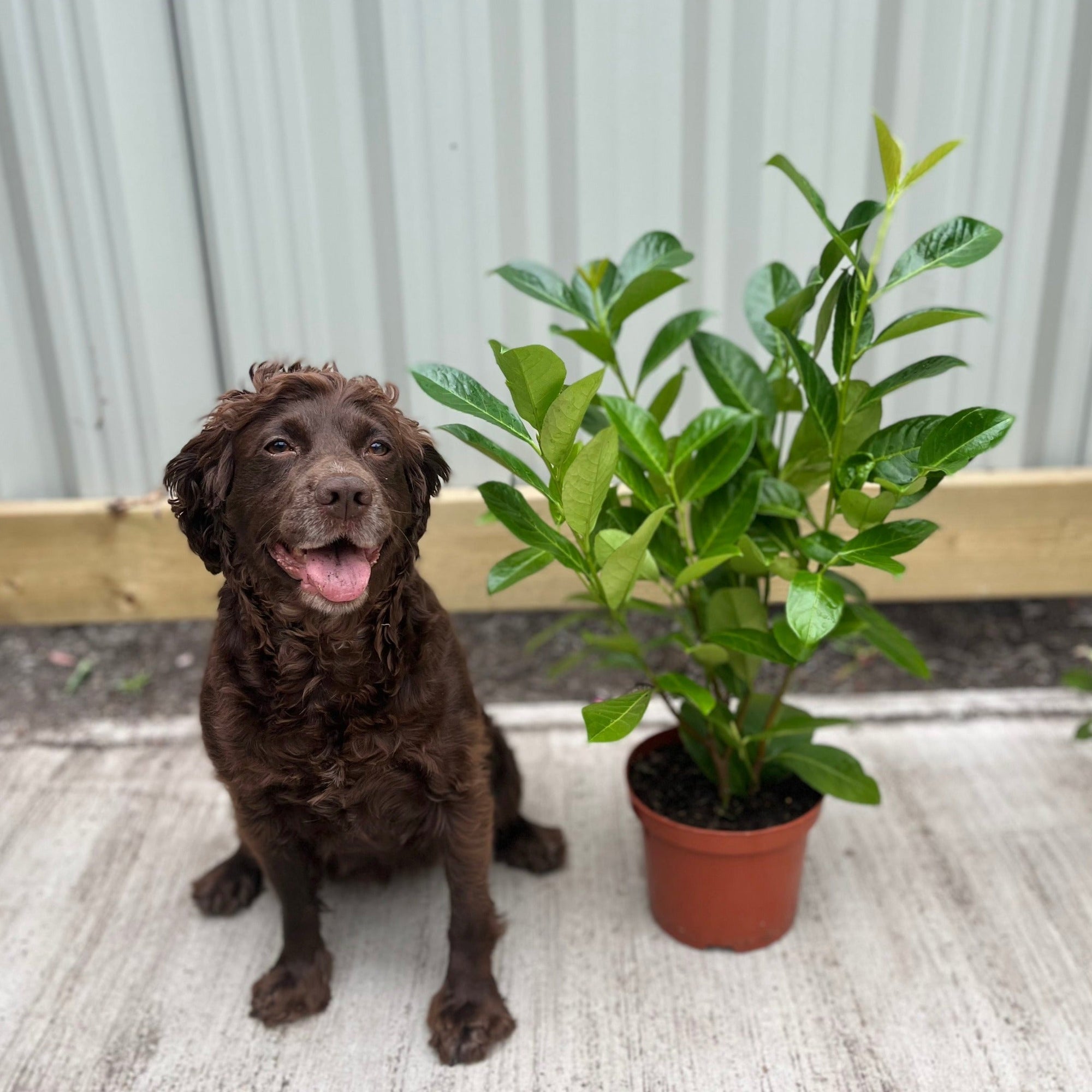 2ft (60-70cm) Potted Cherry Laurel Hedge Plants (Multibuy Offers Available)