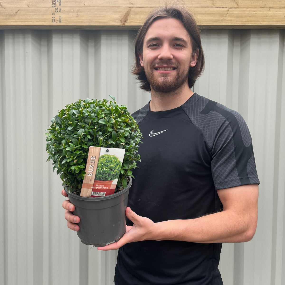 A smiling man with shoulder-length brown hair in a black Nike shirt holds a potted Buxus/Topiary Ball (Buxus sempervirens), a neatly trimmed evergreen, in front of a corrugated metal fence.