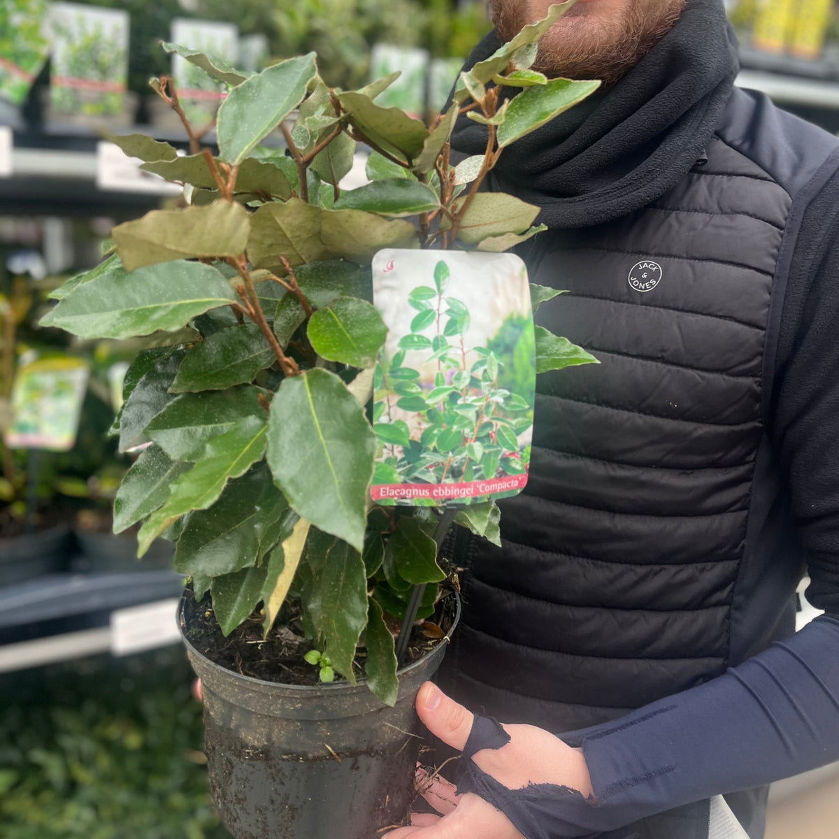A person in dark clothing holds an Elaeagnus x ebbingei Compacta (Multibuy Offers Available) in a store, with shelves of similar evergreen hedge shrubs visible in the background.