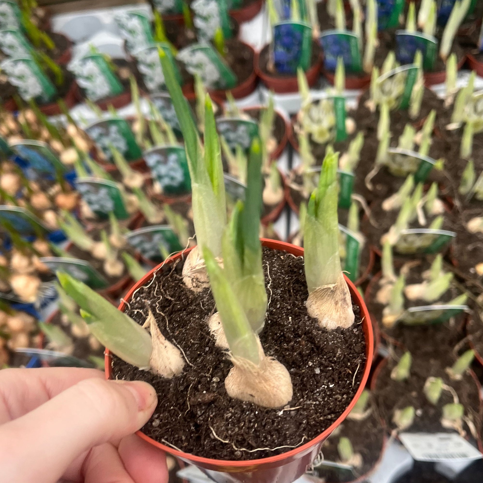 Our selection of 3 Potted Spring Bulbs