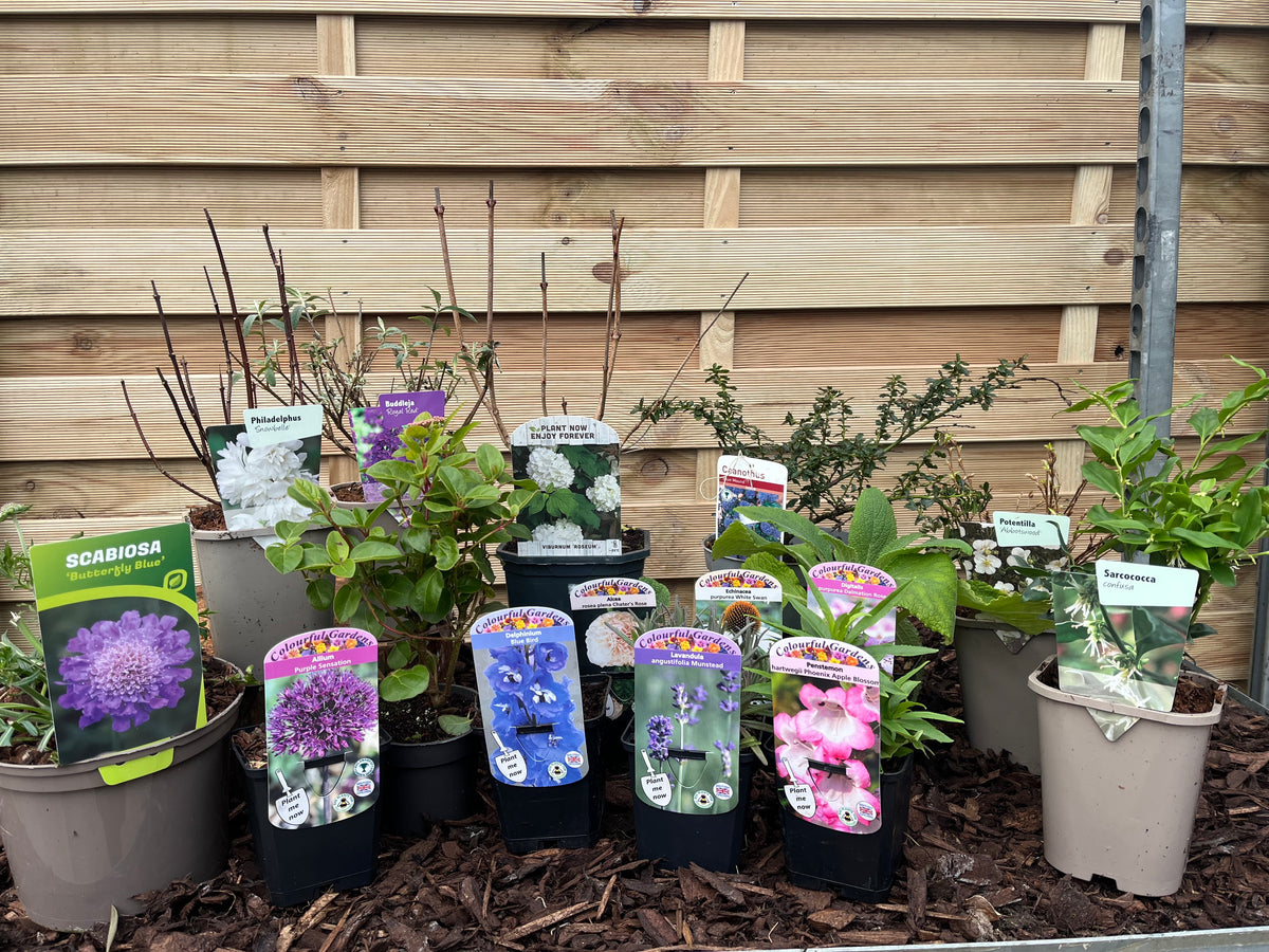 Our Hand Picked Selection of Butterfly and Bee Attracting Plants features nectar-rich potted plants with colorful tags displaying various flower species in purple, blue, and pink, arranged on mulch before a wooden fence.