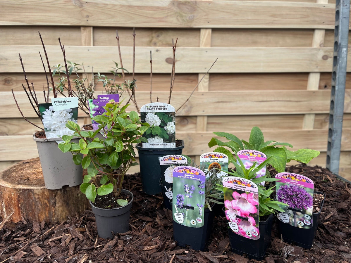 Our Hand Picked Selection of Butterfly and Bee Attracting Plants, featuring nectar-rich varieties with colorful flower labels, is displayed on mulch and a tree stump against a wooden fence—perfect for creating a vibrant butterfly garden.