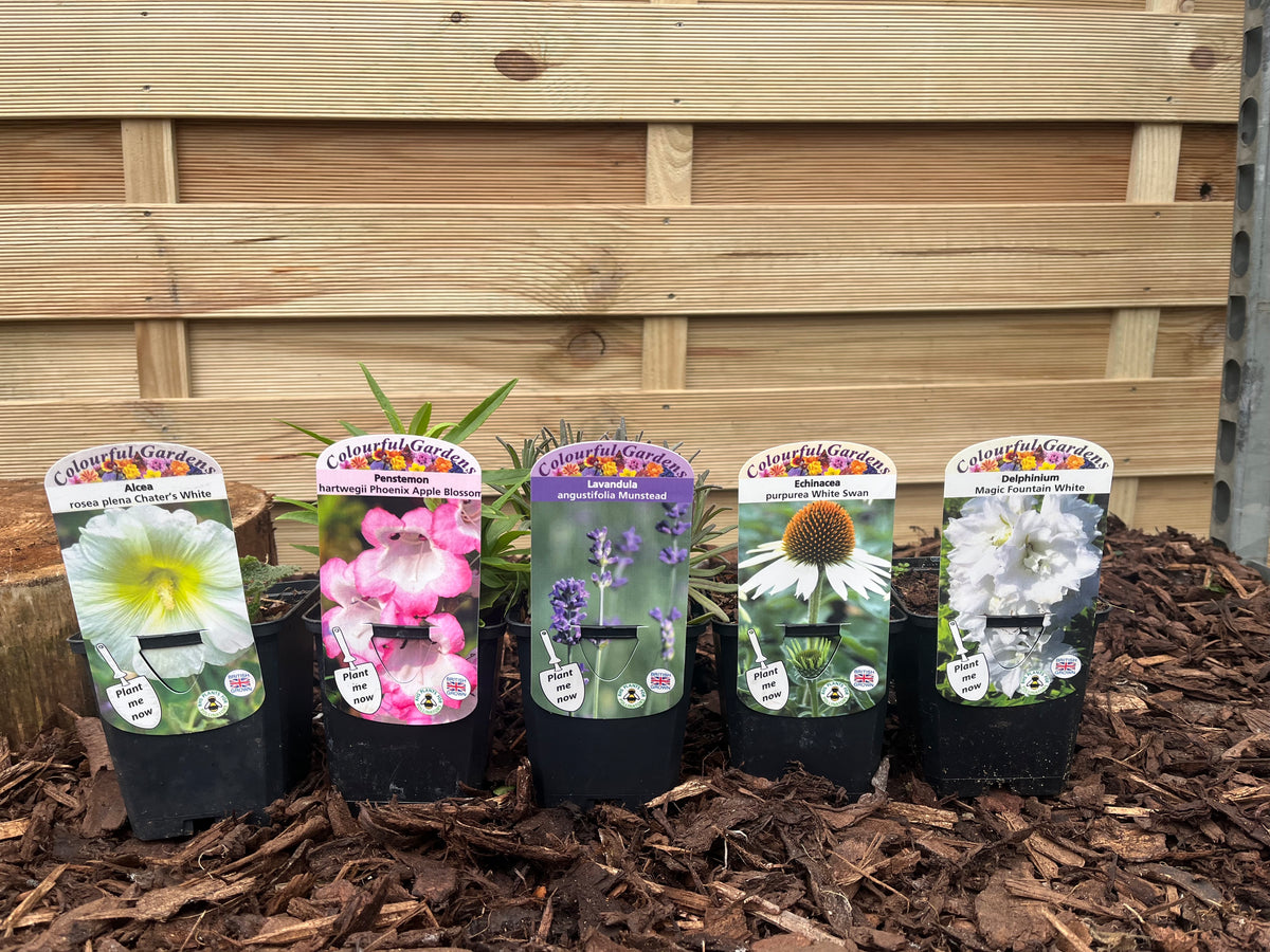 Our Hand Picked Selection of Plants For a Sunny Location