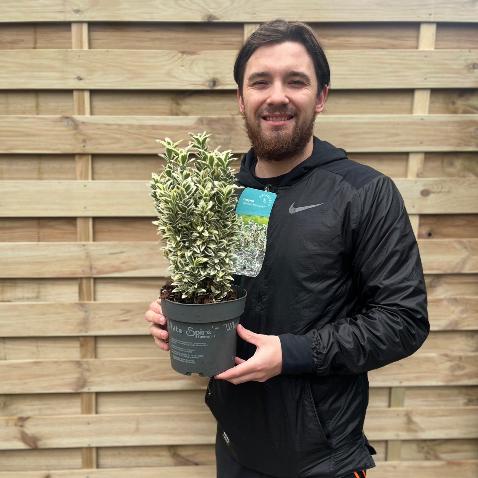 A smiling person stands in a plant nursery, holding a Euonymus japonicus 'White Spire' 9cm-4L (Multibuy Offers Available) in one hand and a tray of matching evergreen shrubs, surrounded by shelves of potted greenery.