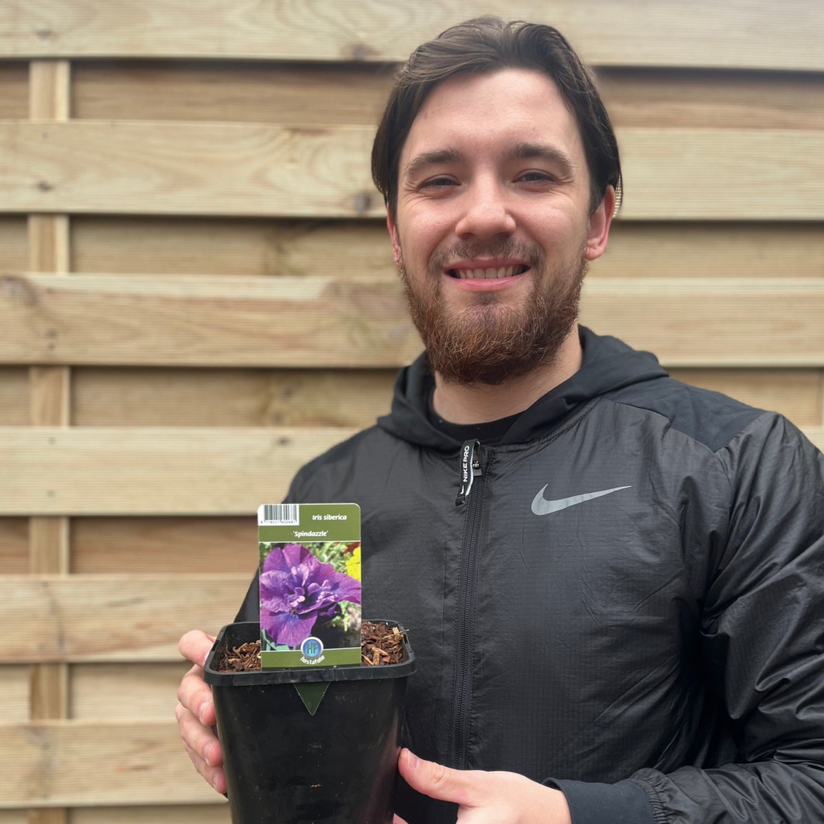 Iris sibirica &#39;Spindazzle&#39; 2L