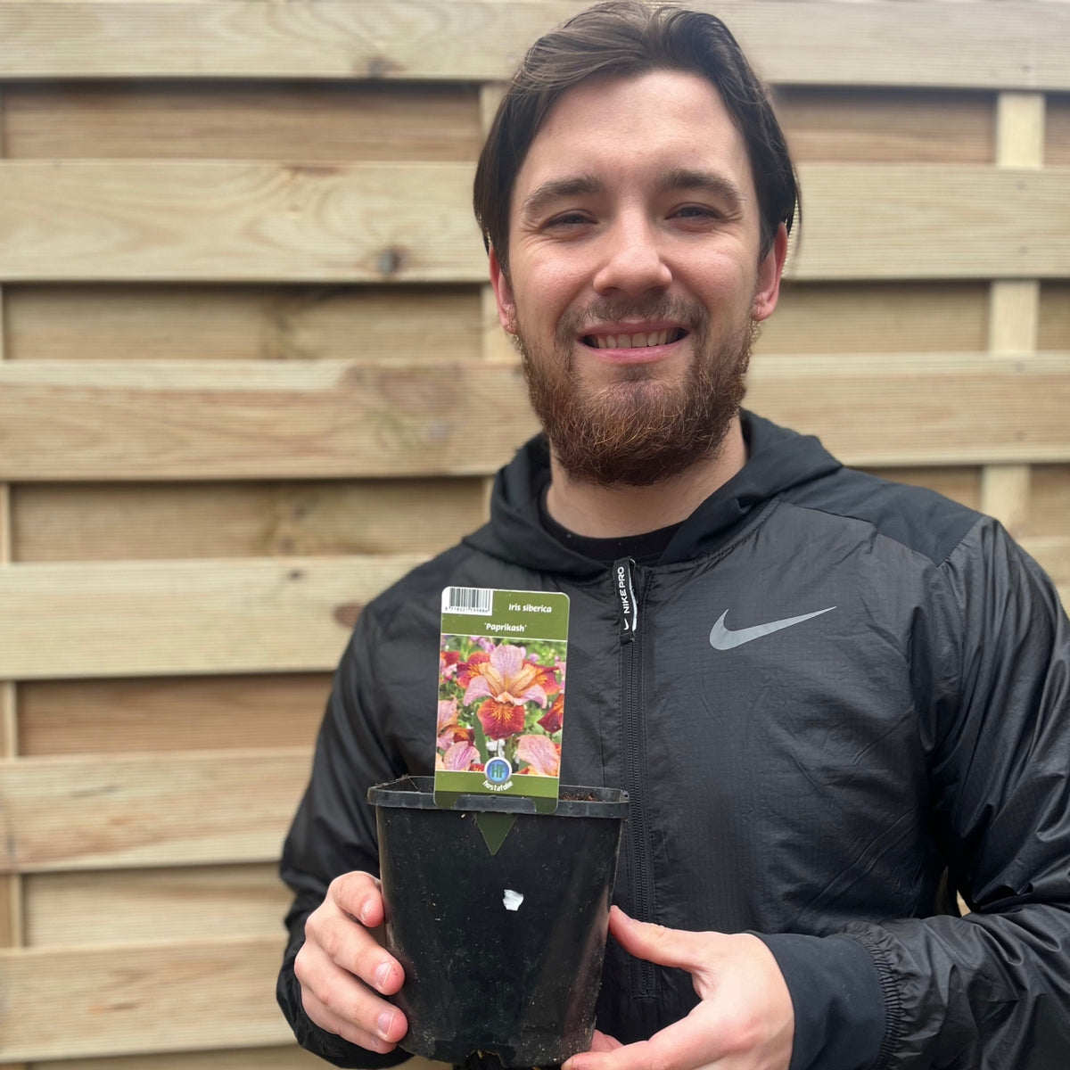 Iris sibirica &#39;Paprikash&#39; 2L