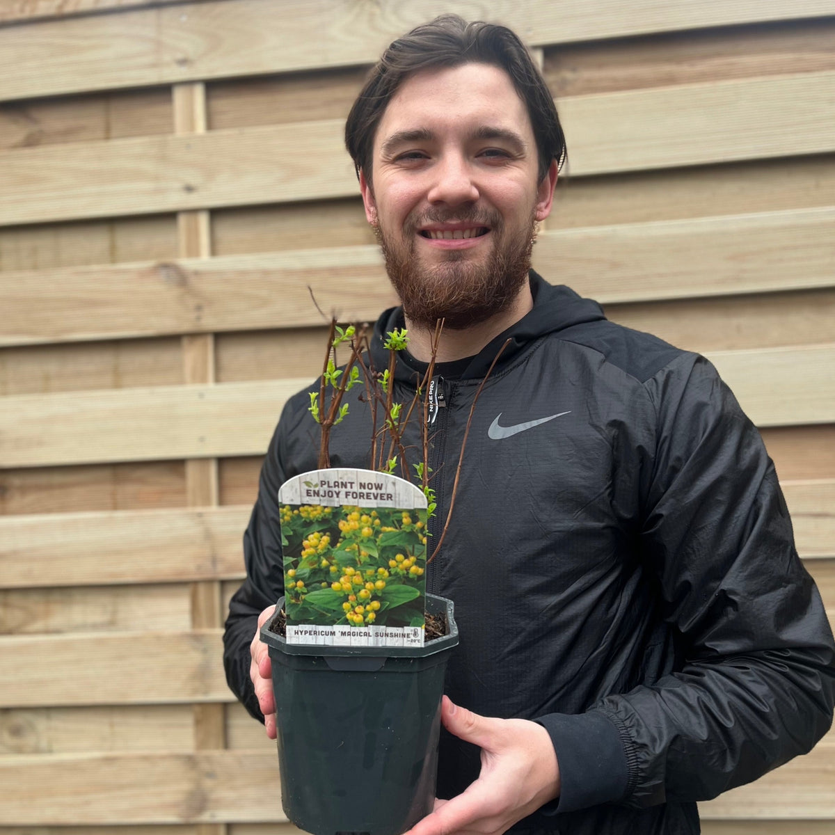 A smiling man in a black jacket holds a 2L potted Hypericum &#39;Magical Sunshine&#39; with yellow buds. The plant tag is visible. A wooden fence stands in the background.