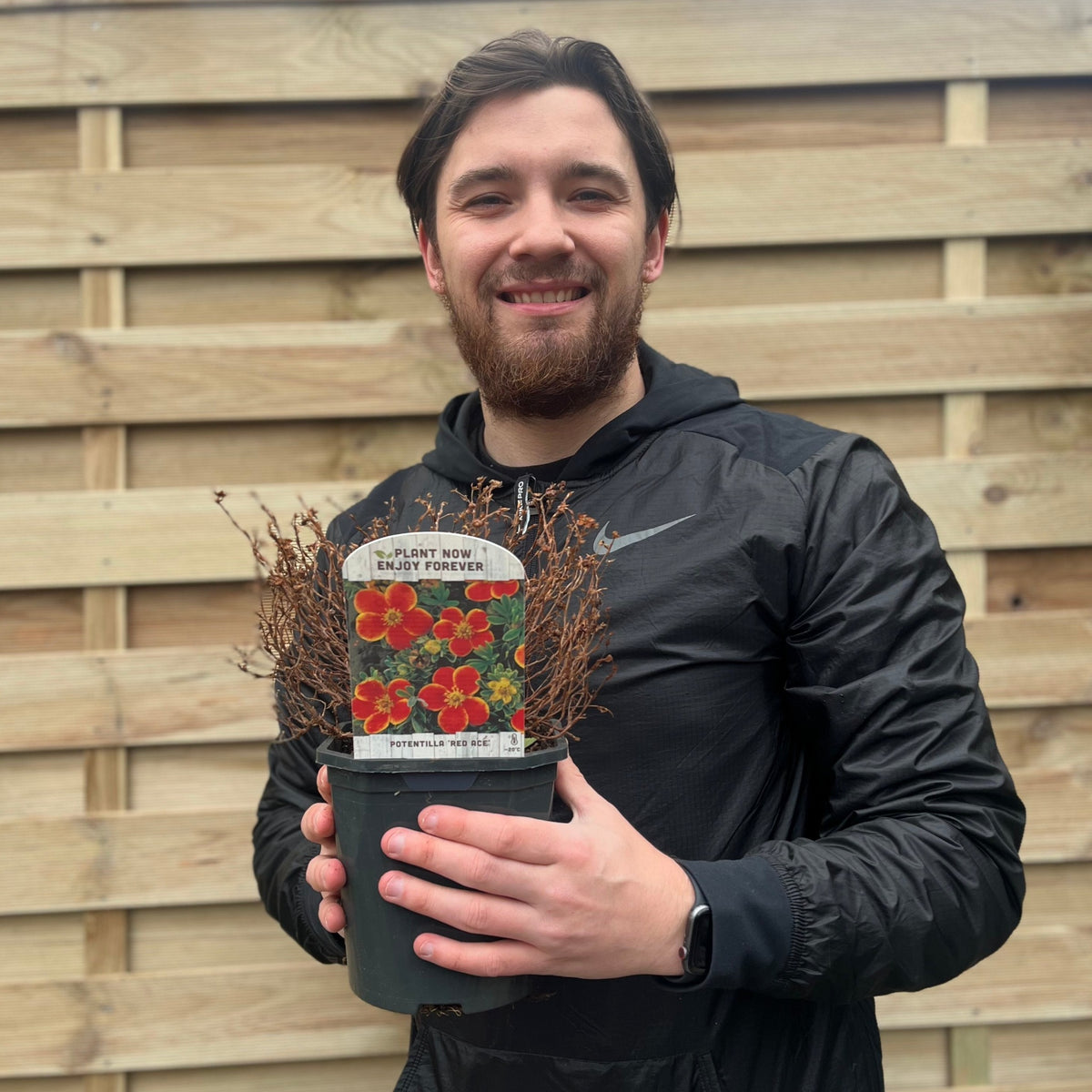 Potentilla fruticosa &#39;Red Ace&#39; 2L