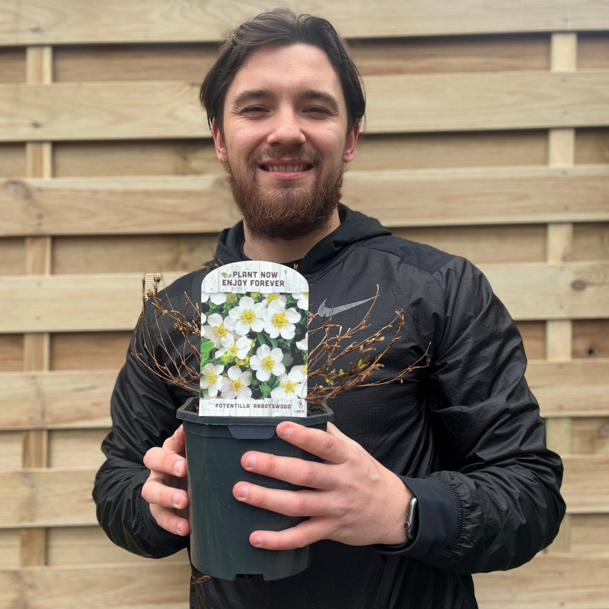 A smiling man in a black jacket holds Potentilla fruticosa &#39;Abbotswood&#39; (1L/2L), a low-maintenance deciduous shrub with a long flowering period, against a wooden fence, with a label “Plant now, enjoy forever.”.