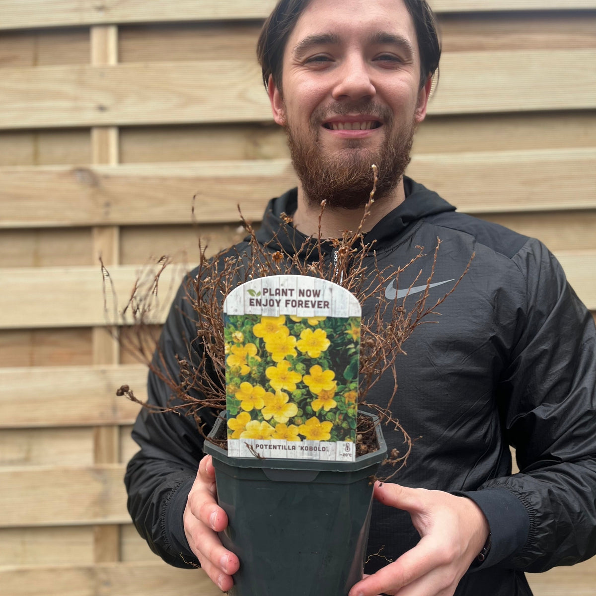 A smiling person in a black jacket holds a Potentilla fruticosa &#39;Kobold&#39; 2L, a low-maintenance deciduous shrub with canary yellow flowers. Its label reads &quot;Plant now, enjoy forever.&quot; A wooden fence is in the background.