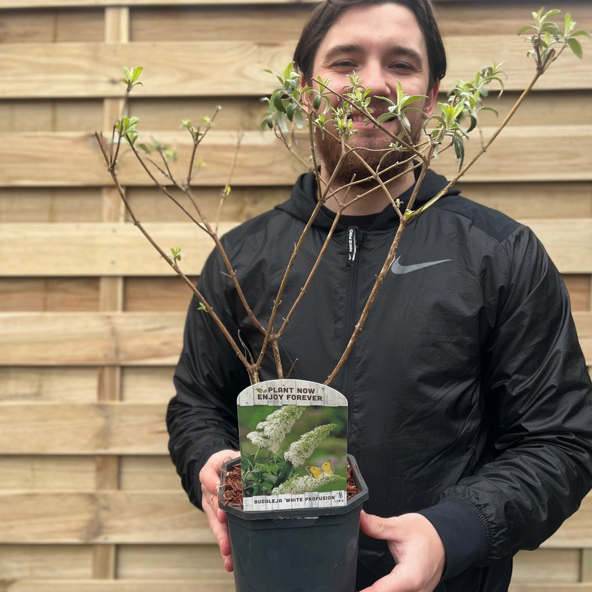 Buddleja davidii &#39;Manho White’ 1L / 2L