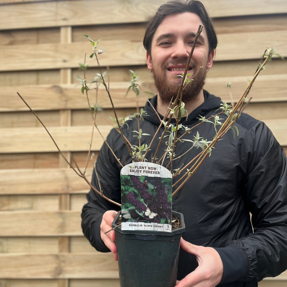 A smiling person in a black jacket holds a Buddleja davidii &#39;Black Knight&#39; (1L/2L) shrub with small branches and leaves. A label reads “Plant now, enjoy forever.” Wooden boards form the background.
