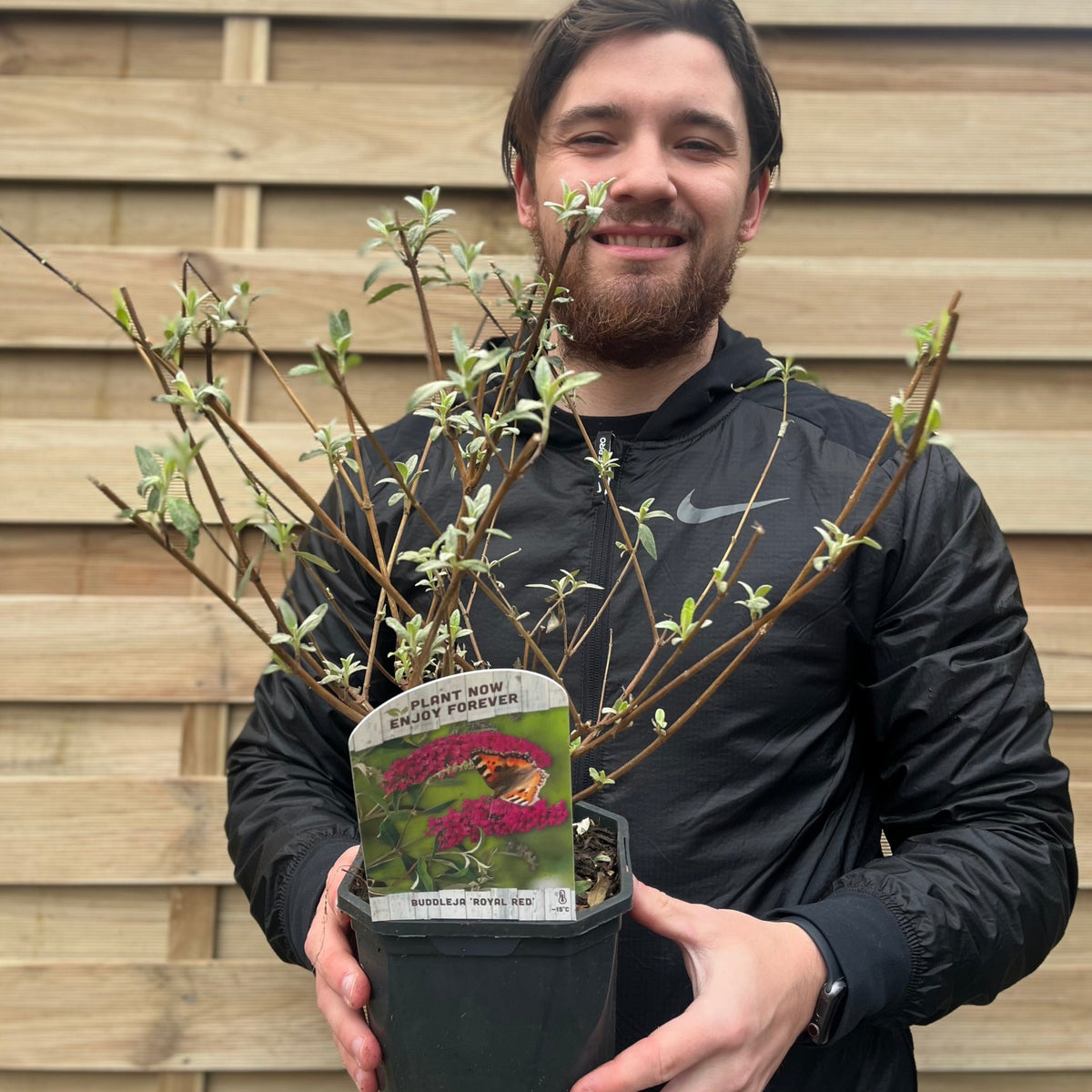 A man in a black jacket smiles while holding a potted Buddleja davidii &#39;Royal Red&#39; (1L/2L), a deciduous shrub with fragrant flowers. The plant’s label reads “Plant now, enjoy forever.” A wooden fence is in the background.