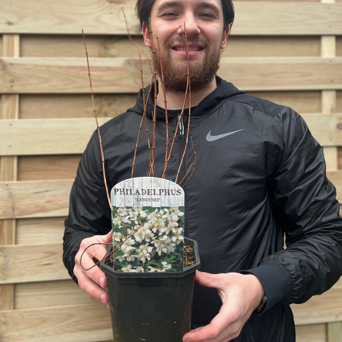 A person in a black jacket holds a Philadelphus &#39;Lemoinei&#39; Mock Orange 2L potted plant, known for its fragrant white flowers, standing in front of a wooden fence.
