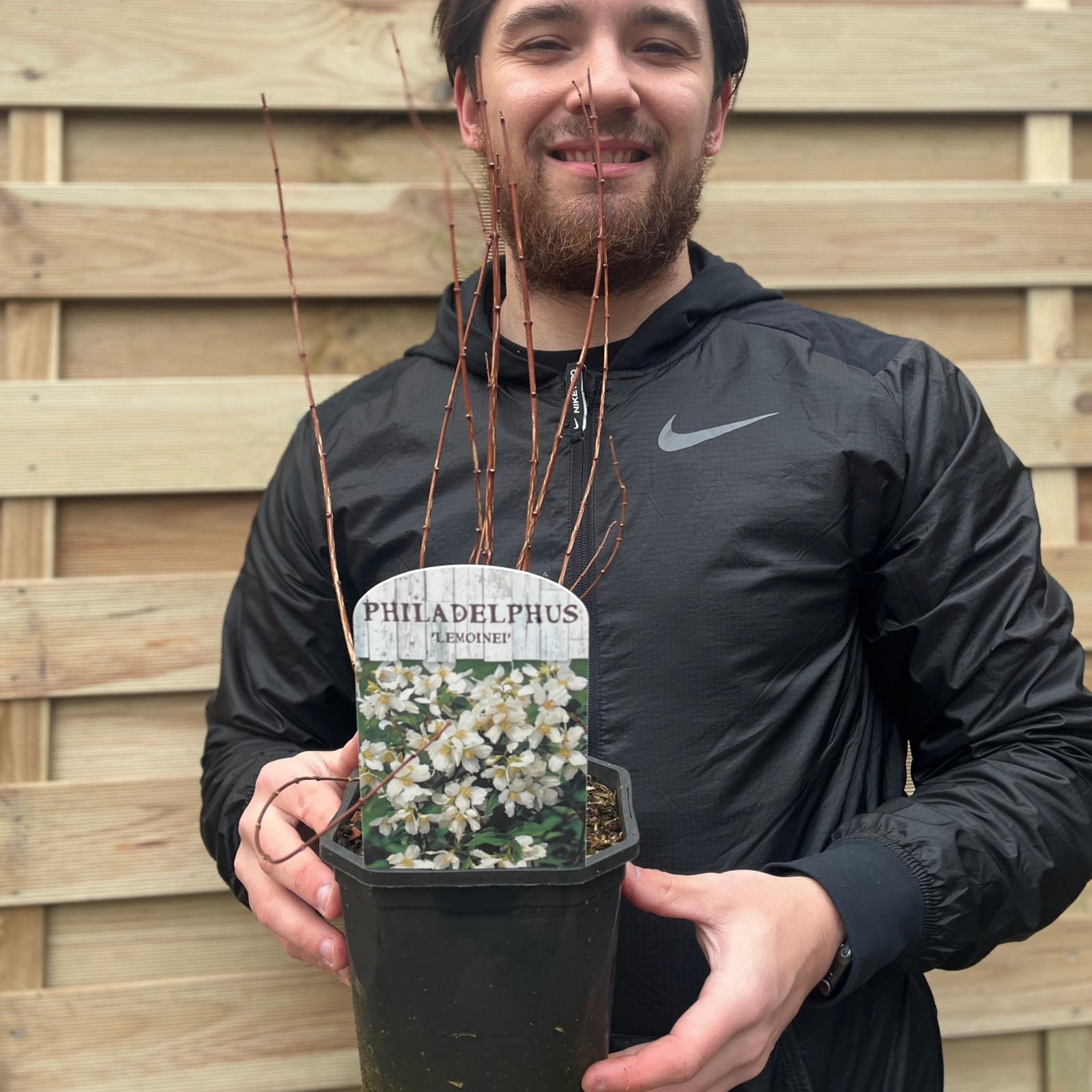Philadelphus 'Lemoinei' Mock Orange 2L—a fragrant shrub with white flowers featuring yellow centers and green leaves, shown blooming against a bright blue sky on a sunny day.
