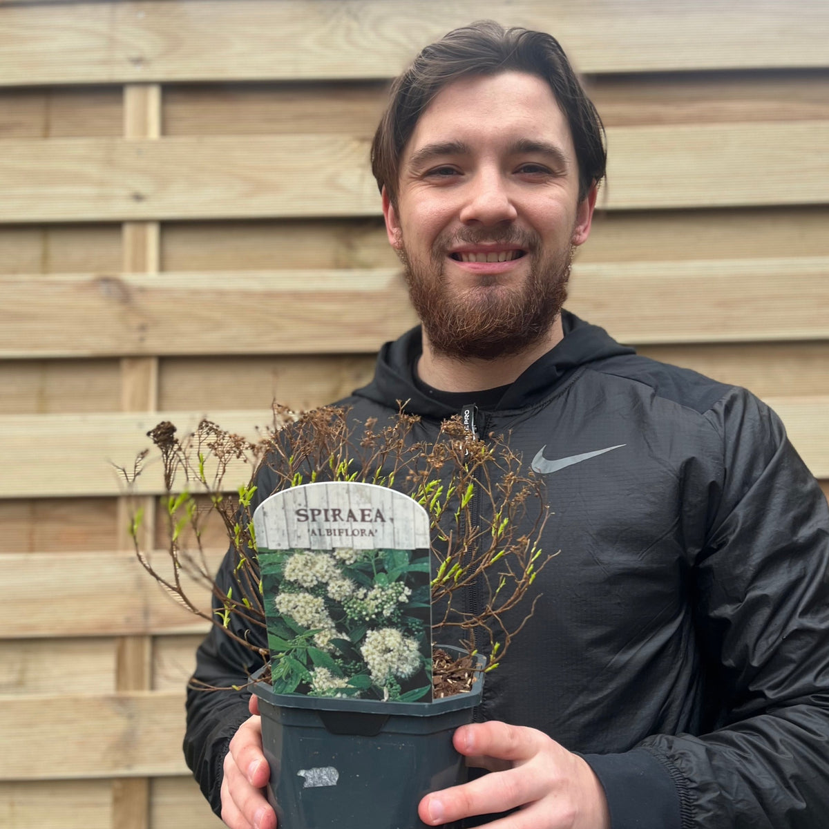 Spiraea japonica &#39;Albiflora&#39; 2L