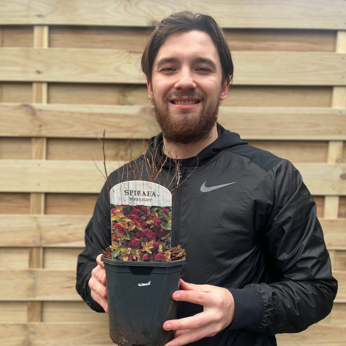 Spiraea japonica &#39;Firelight&#39; 9cm / 1L / 2L